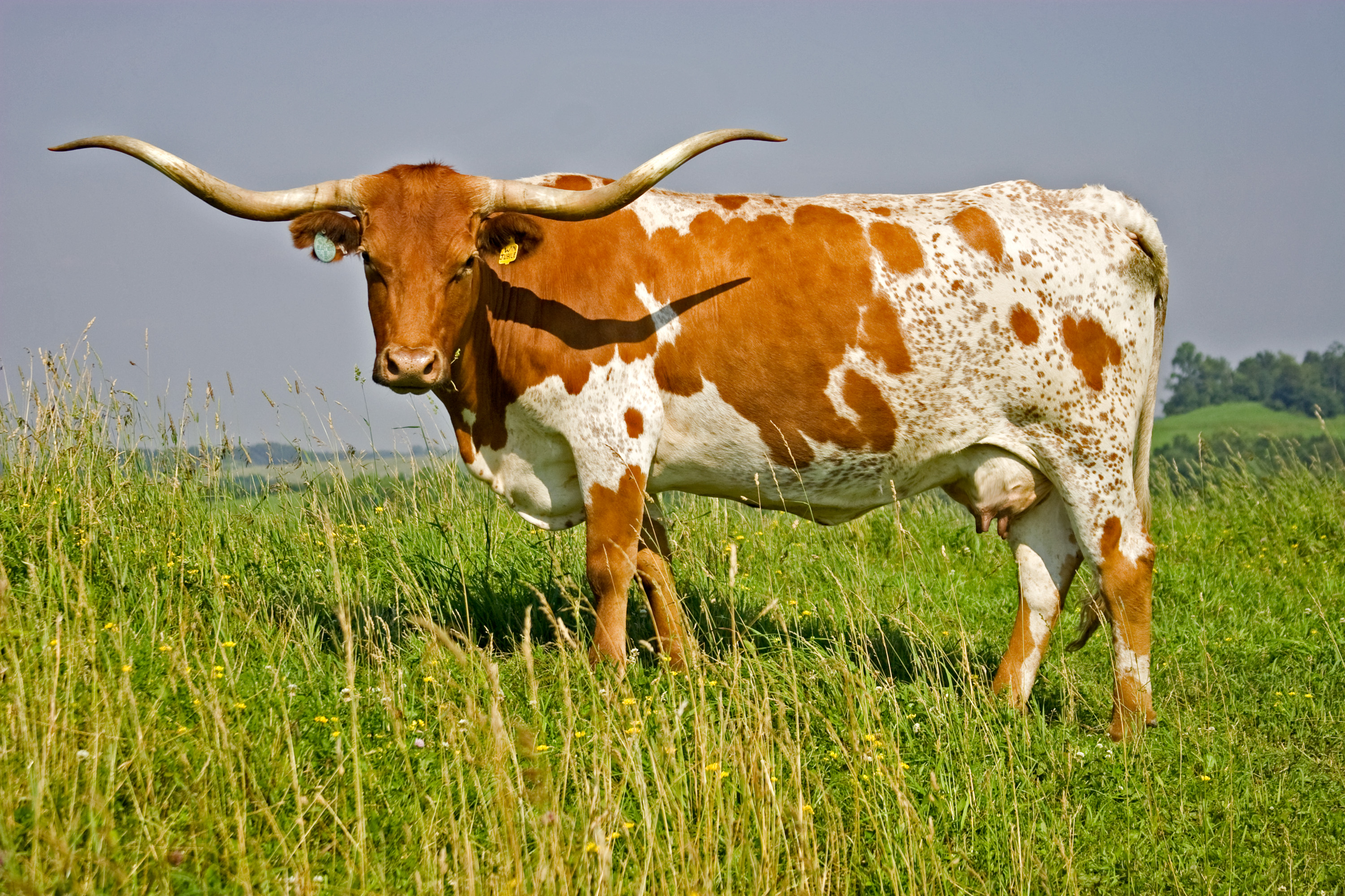 Longhorn cattle photo