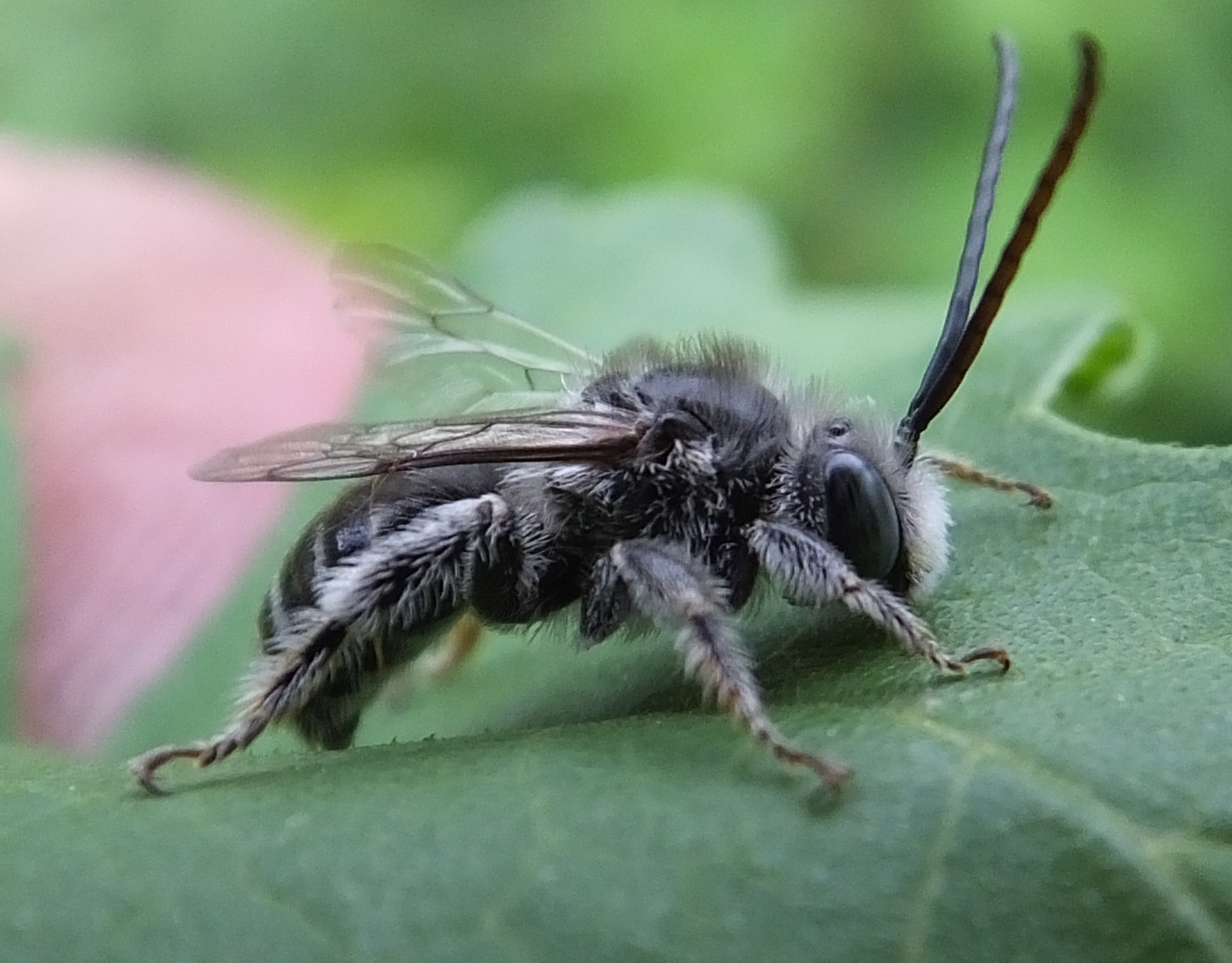 Random Insect: Long-horned bee | The Life of Your Time