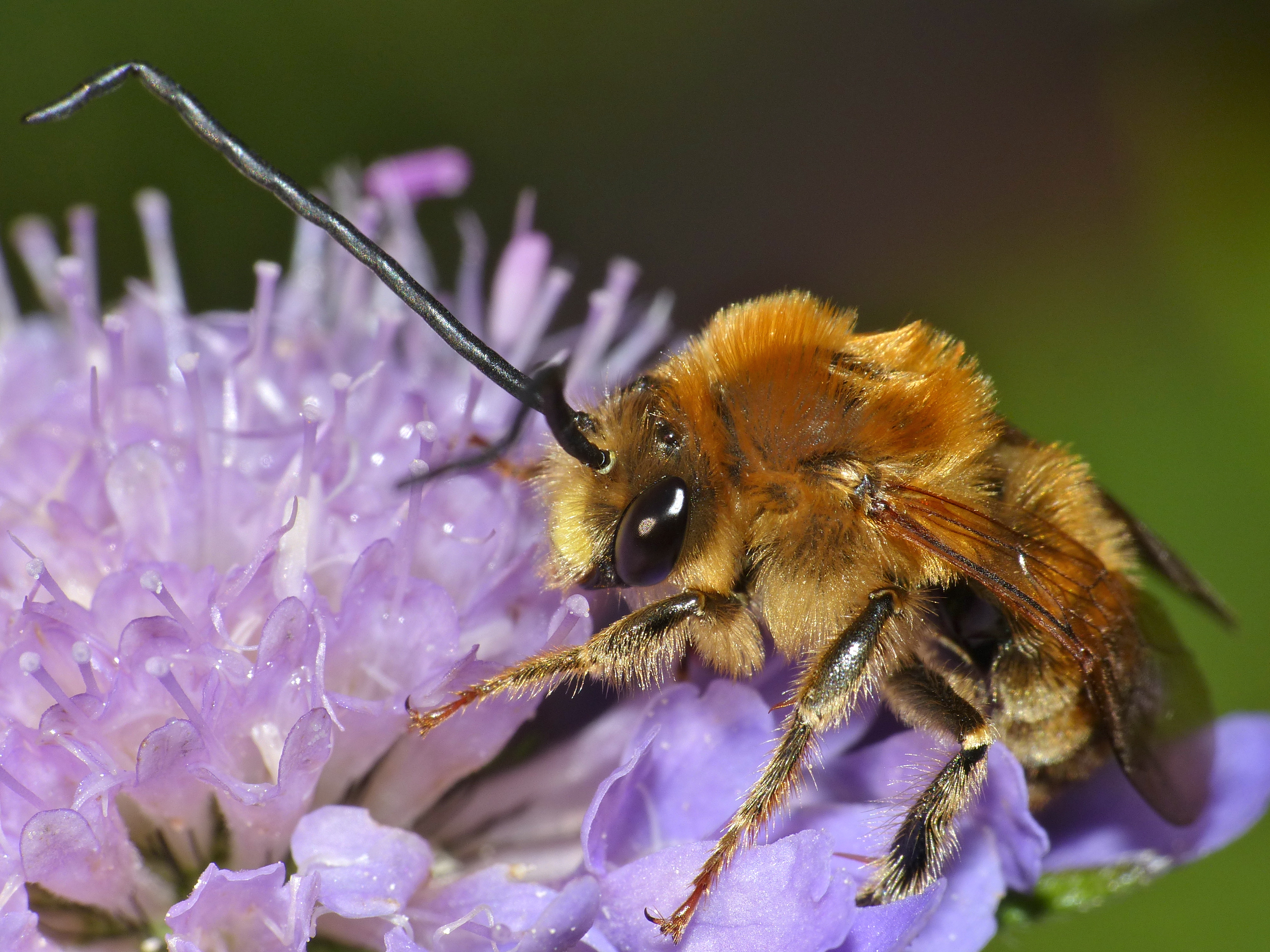 File:Long-horned Bee (Eucera sp.) male (14405236336).jpg - Wikimedia ...