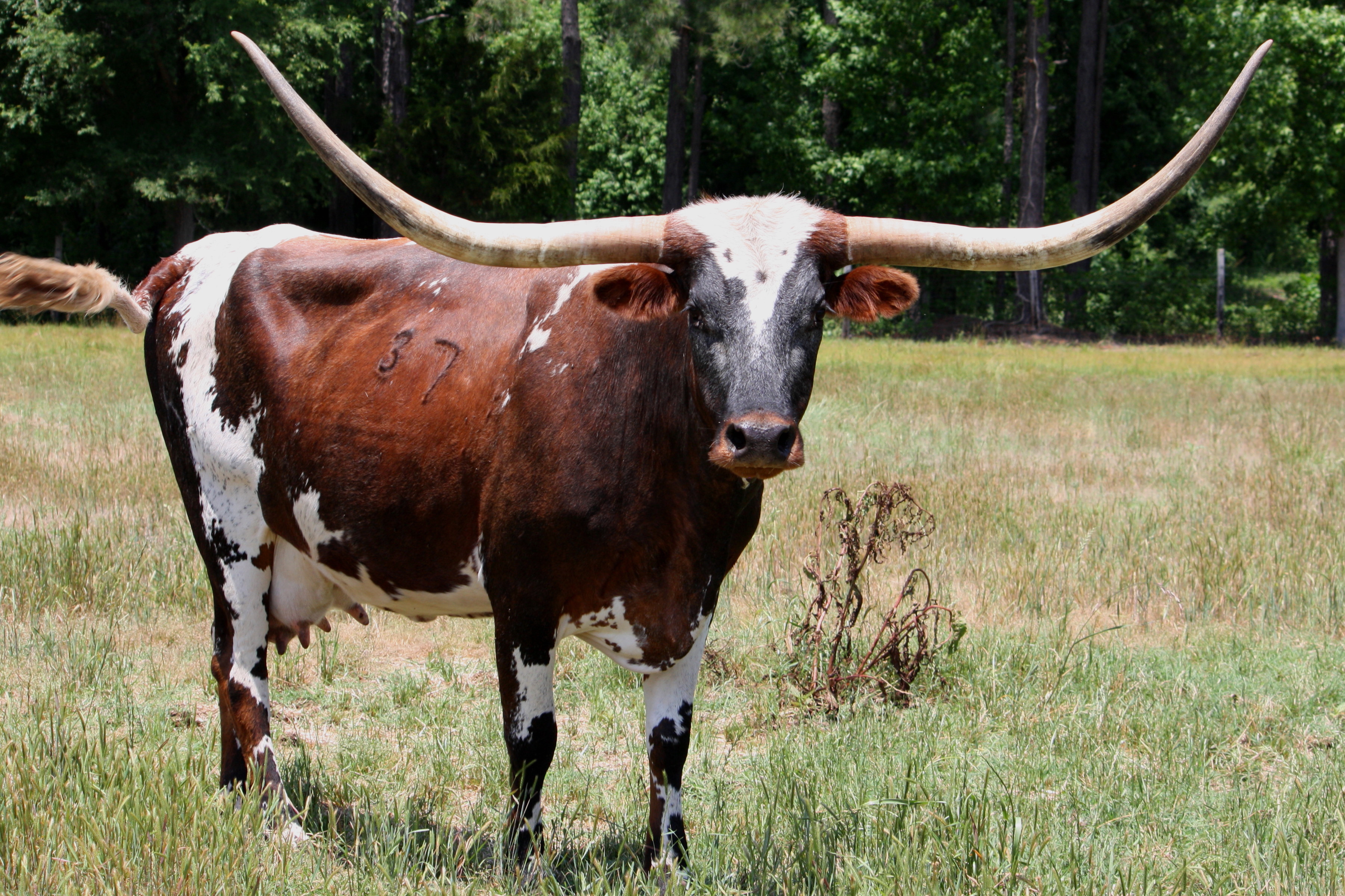 Longhorn cattle photo