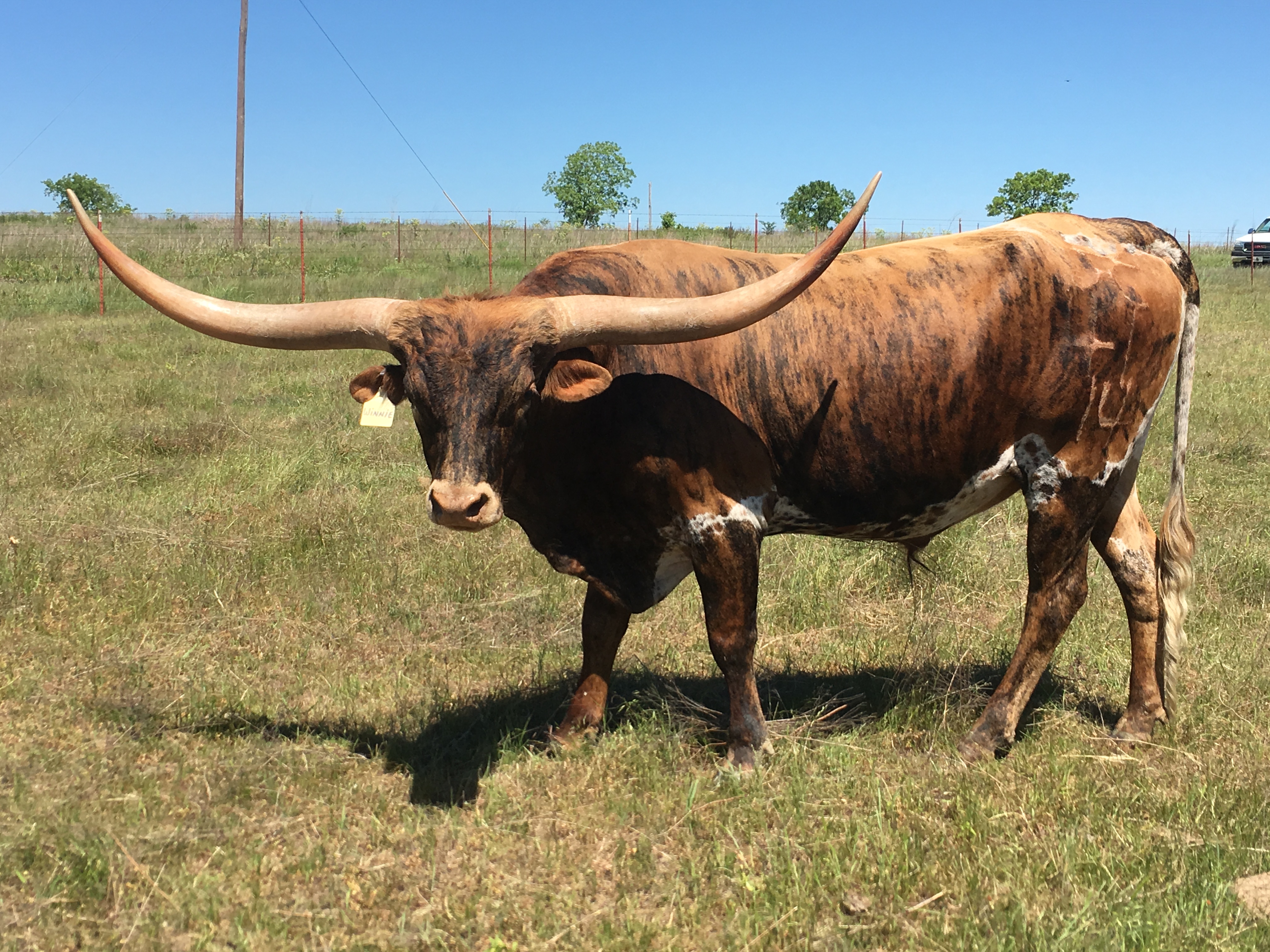 Jordan Ranch Longhorns is proud to have Winnie as their Herd Sire