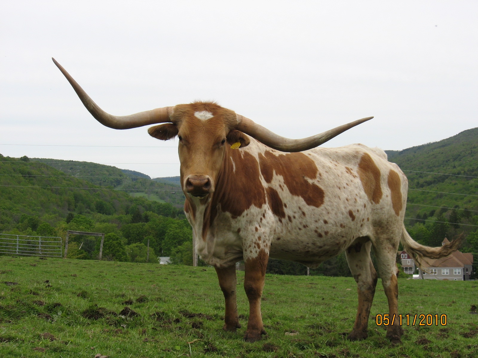 Triple M Ranch Longhorns, Downsville NY