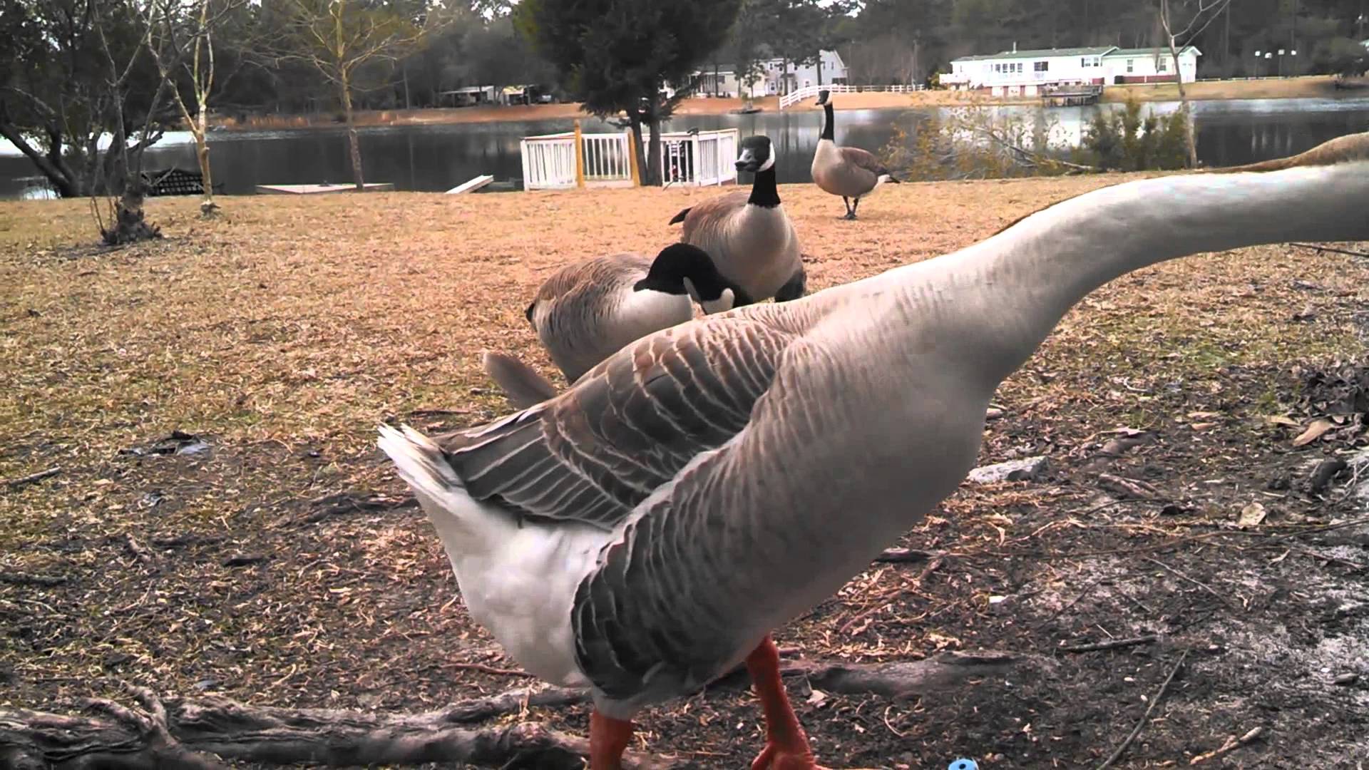 Long neck geese photo