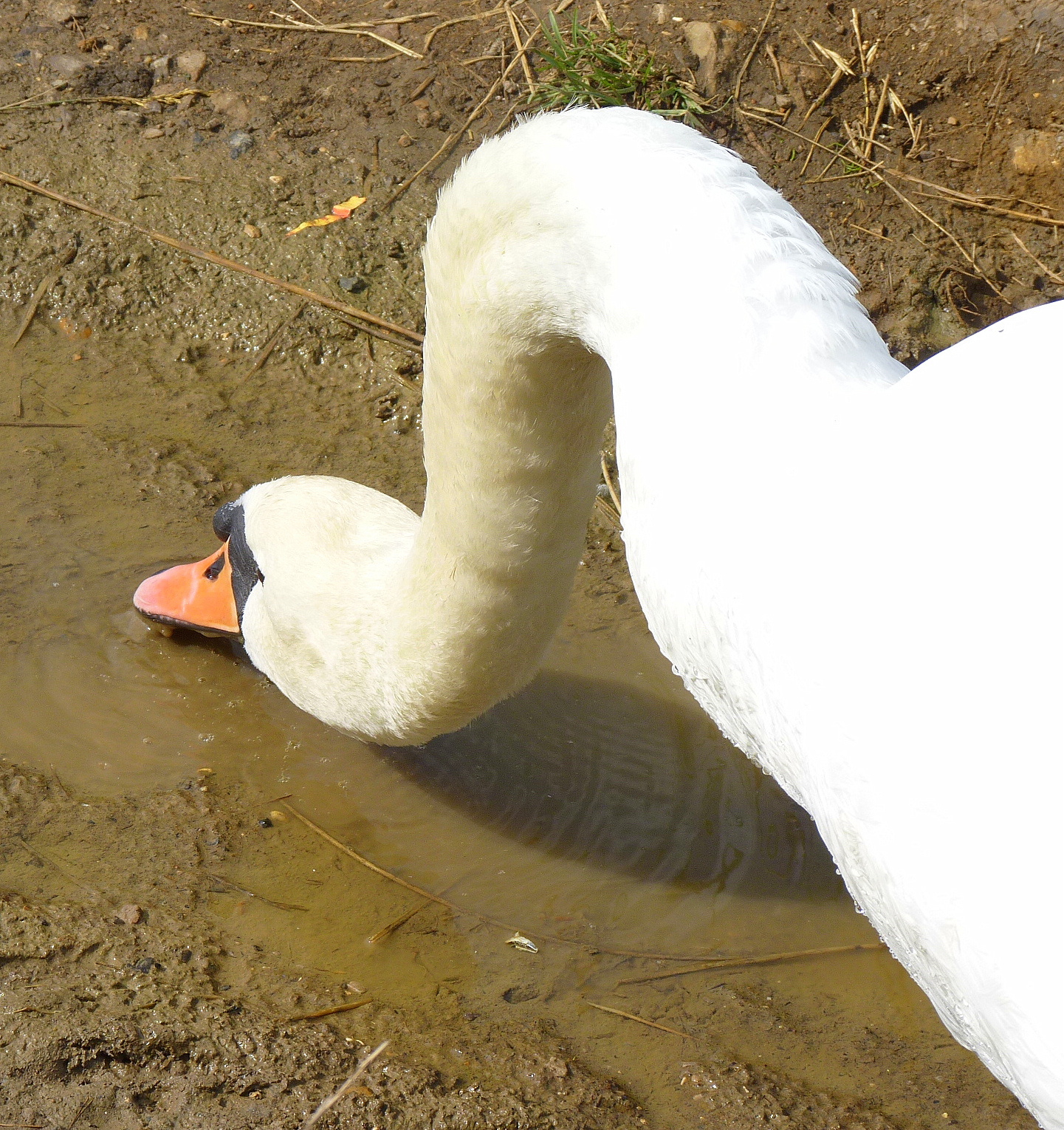 Birding For Pleasure: Swans -called in for a drink!