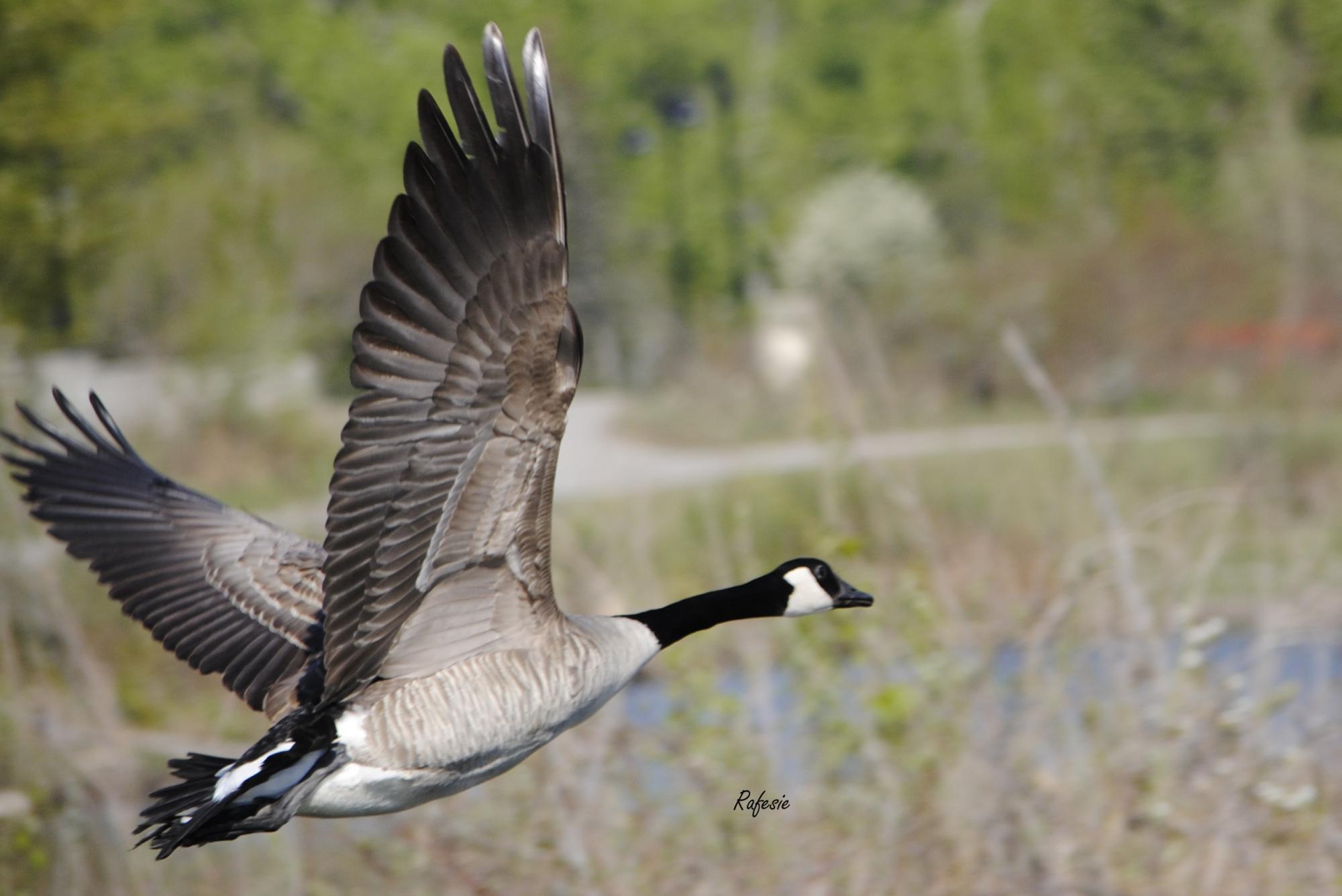Canada Goose (Branta canadensis) Canada goose in flight. Notice the ...