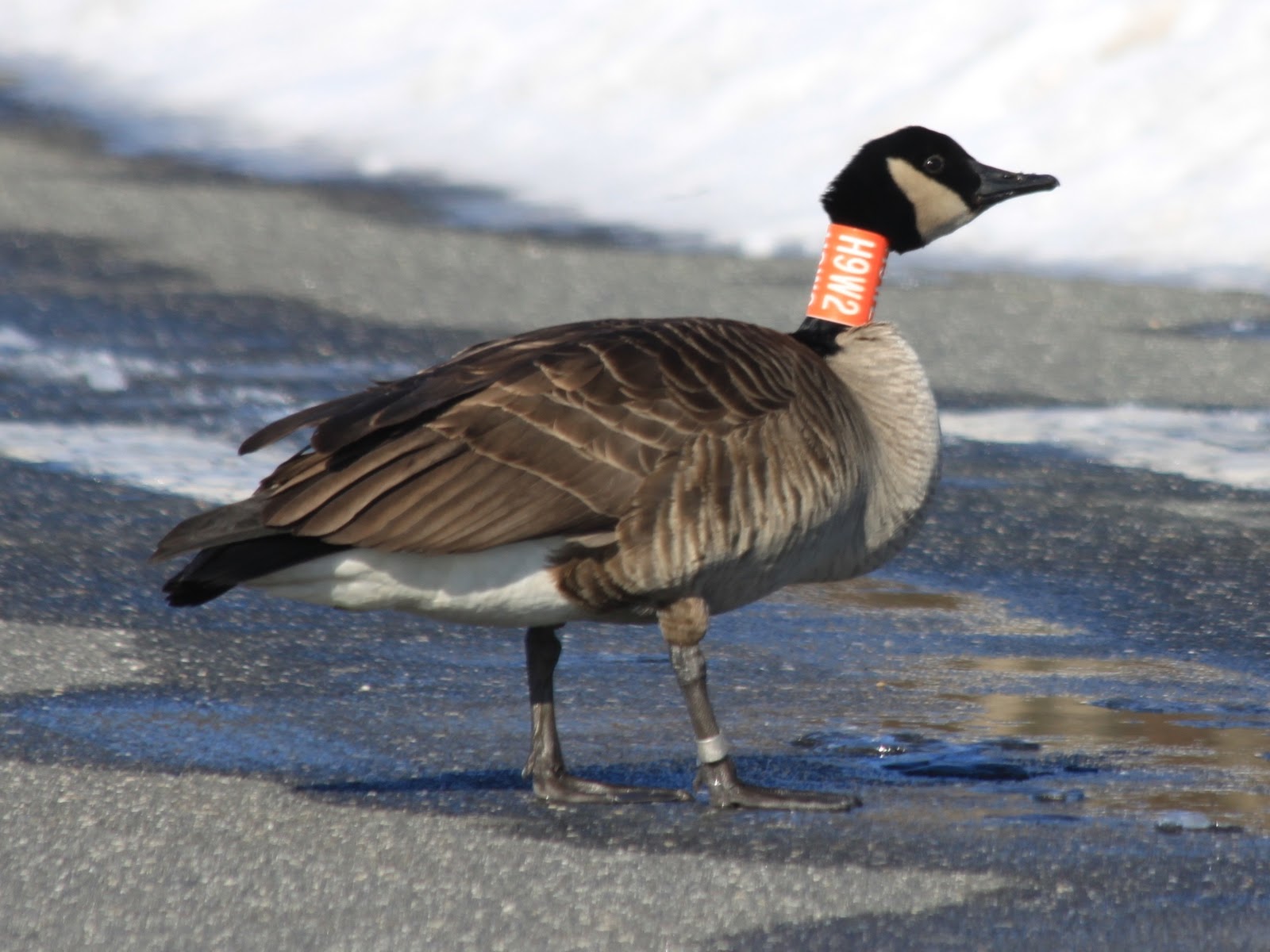 Who Put the Neck Collar on the Goose? | Nature on the Edge of New ...