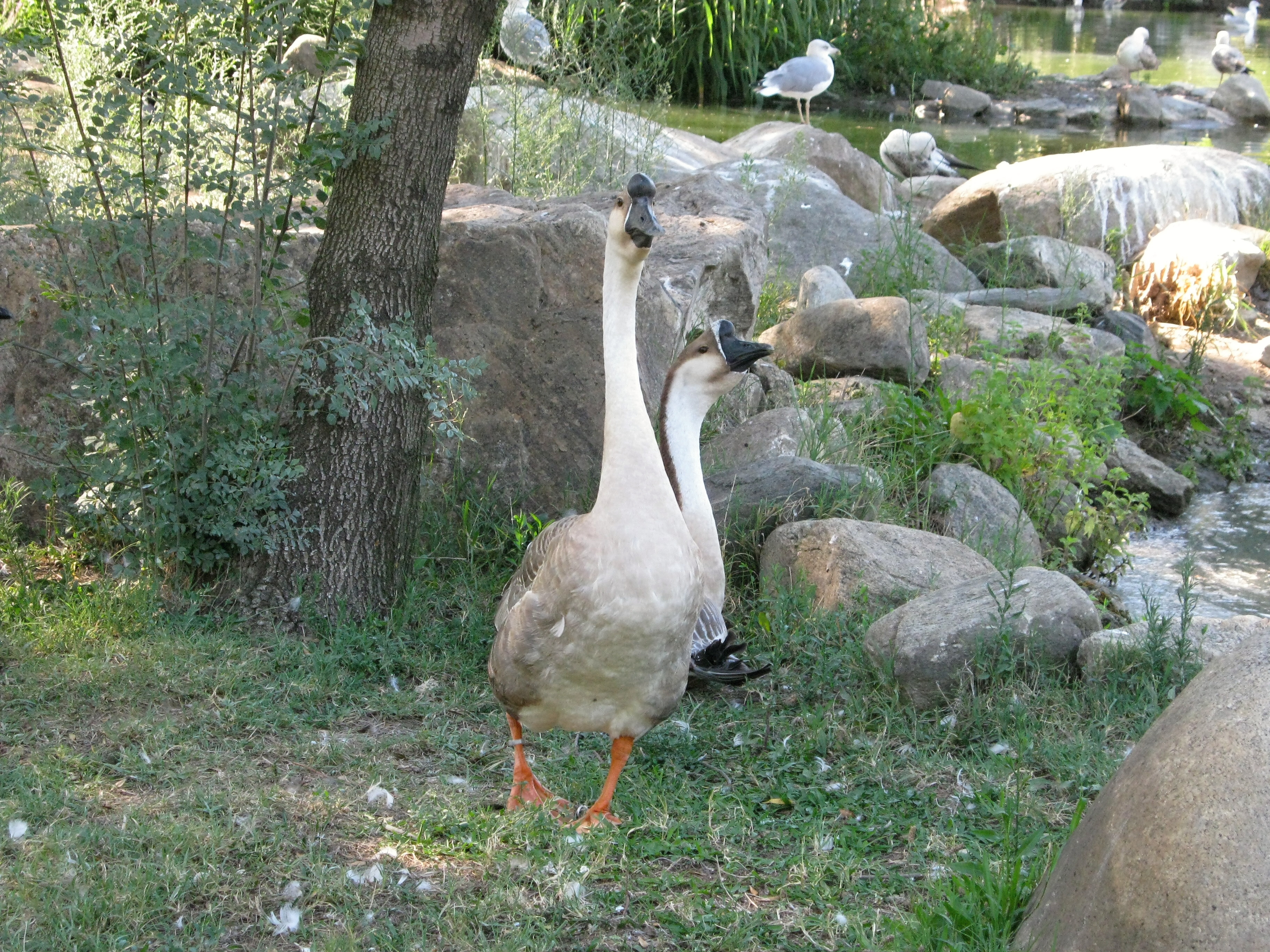 Long Neck Geese, Animals, Green, Trees, Tree, HQ Photo