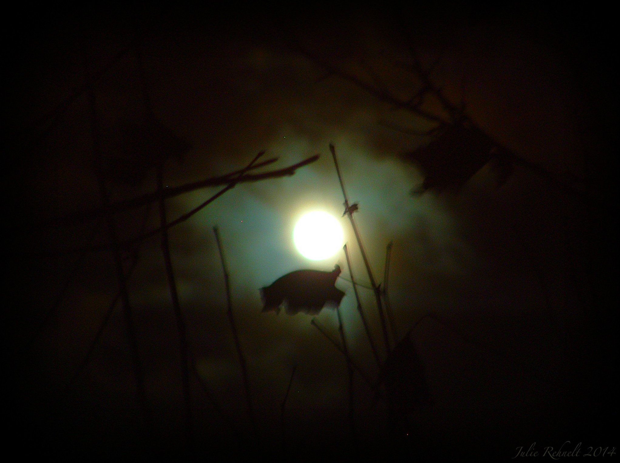 Long Nights Moon | Ramblings From Jewels