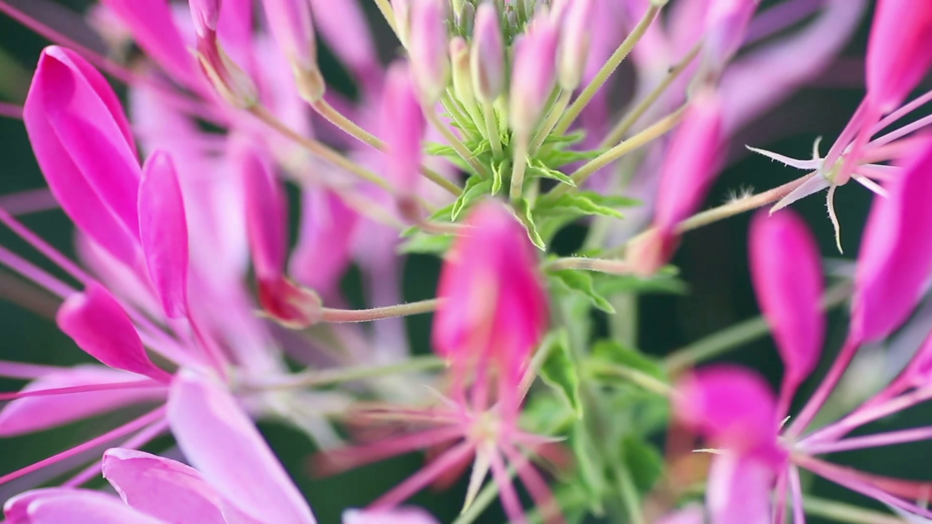 Spider flower (Cleome hassleriana) with white and pink petals and ...