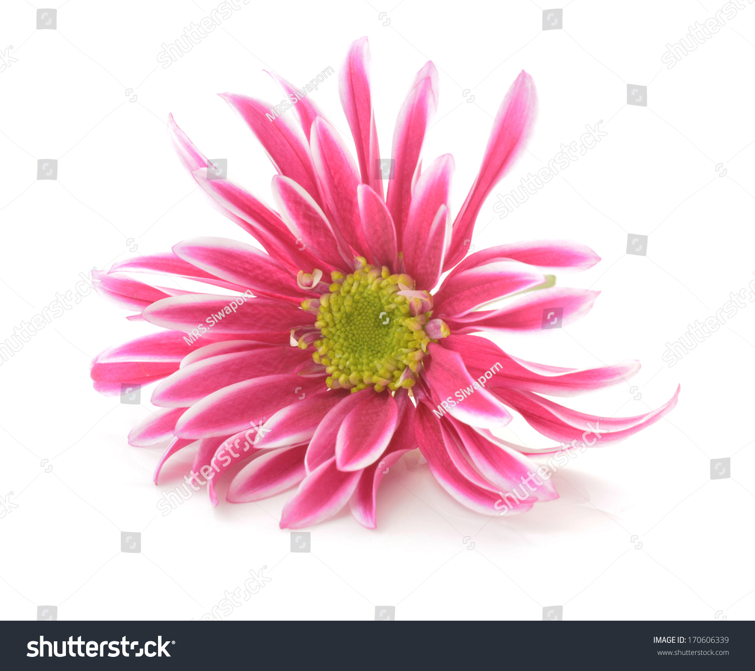 Pink Flower Long Thin Petals Yellow Stock Photo (Royalty Free ...