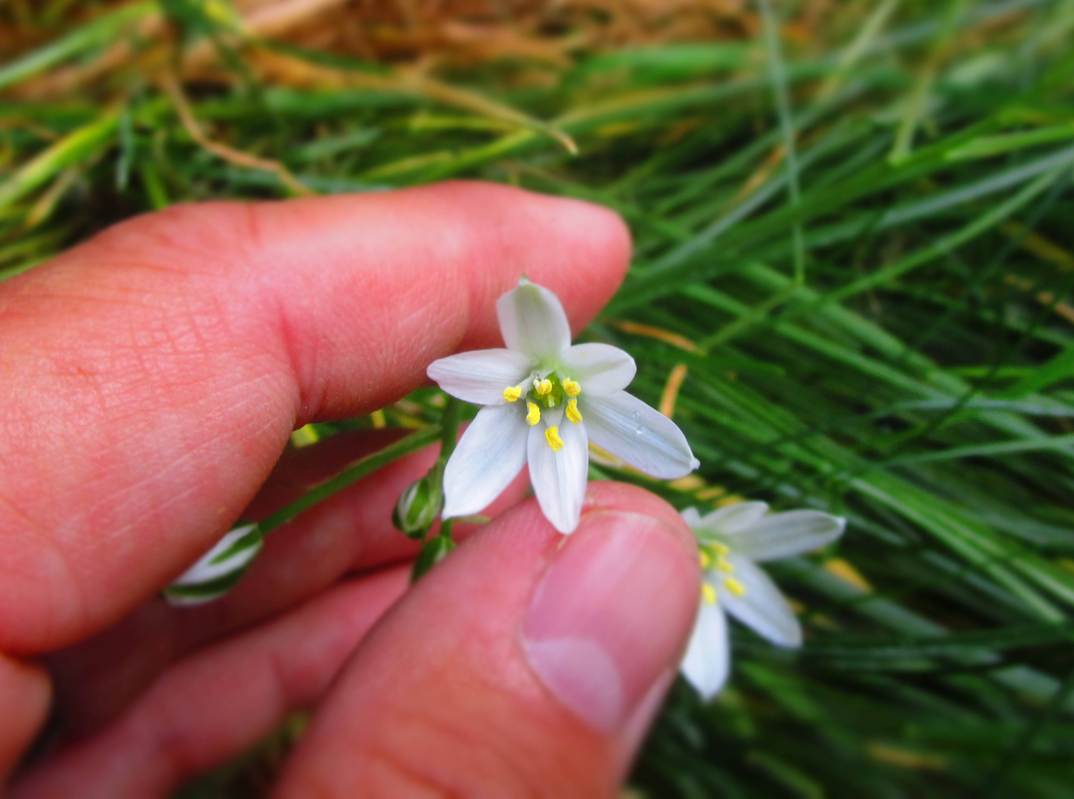 identification - What is this six-petaled white flower with long ...