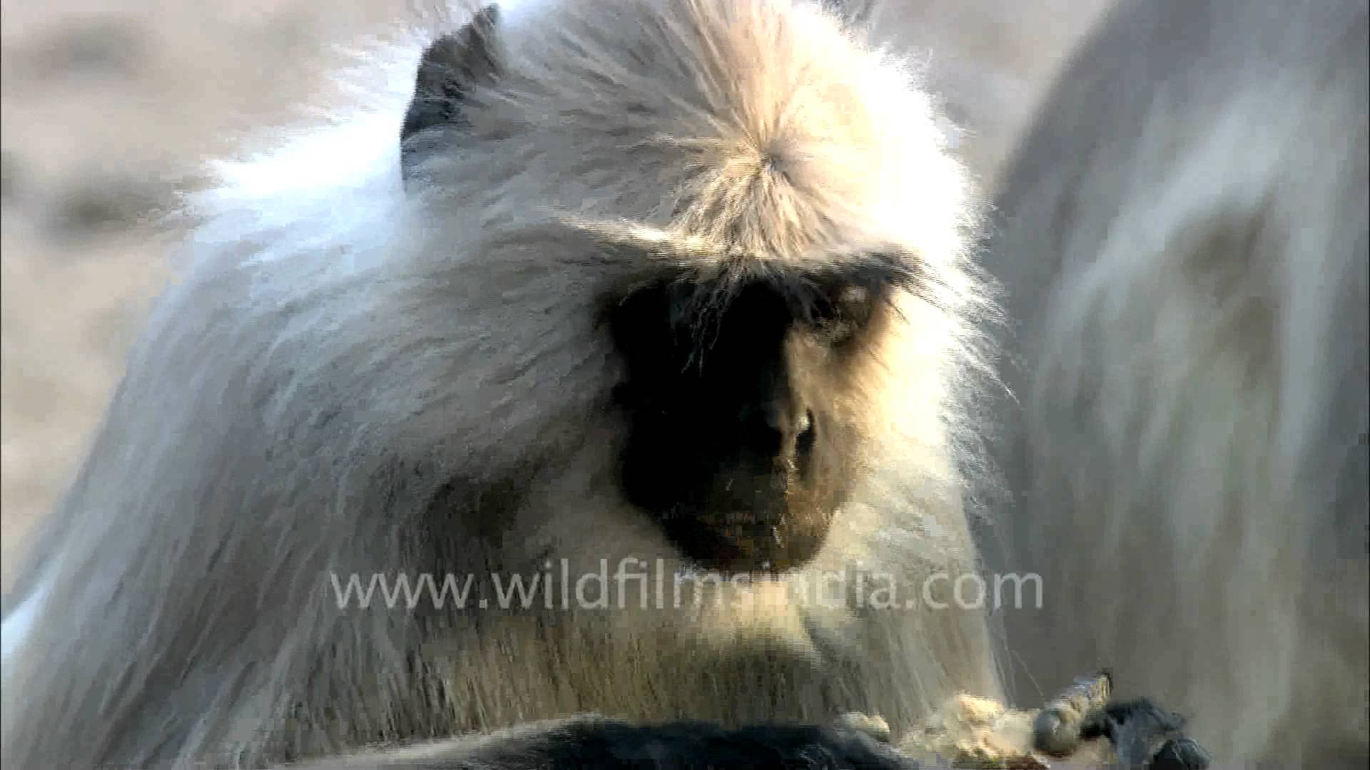 Long-tailed Monkeys - YouTube