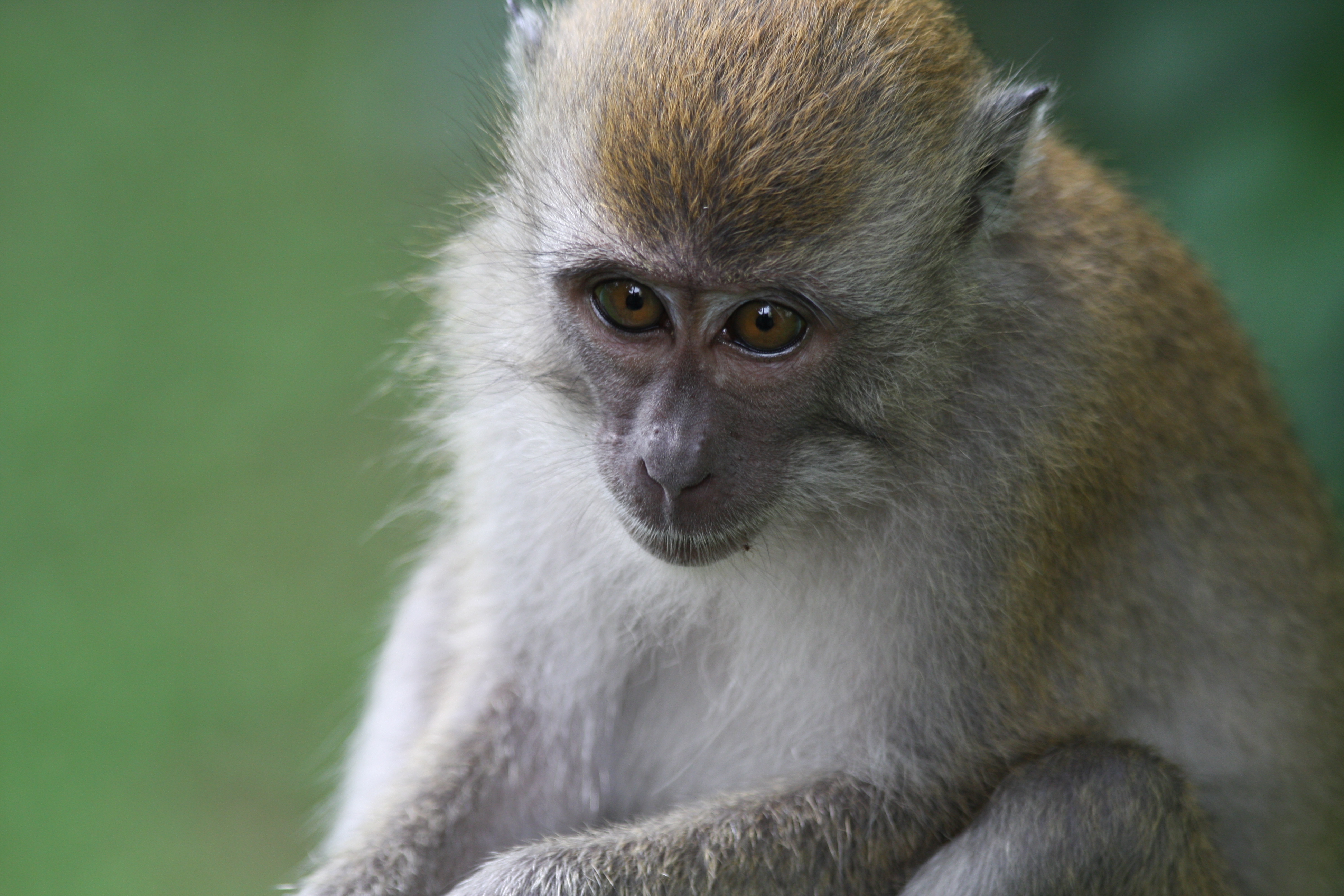 Uniquely Singapore' facts about our monkeys this National Day ...