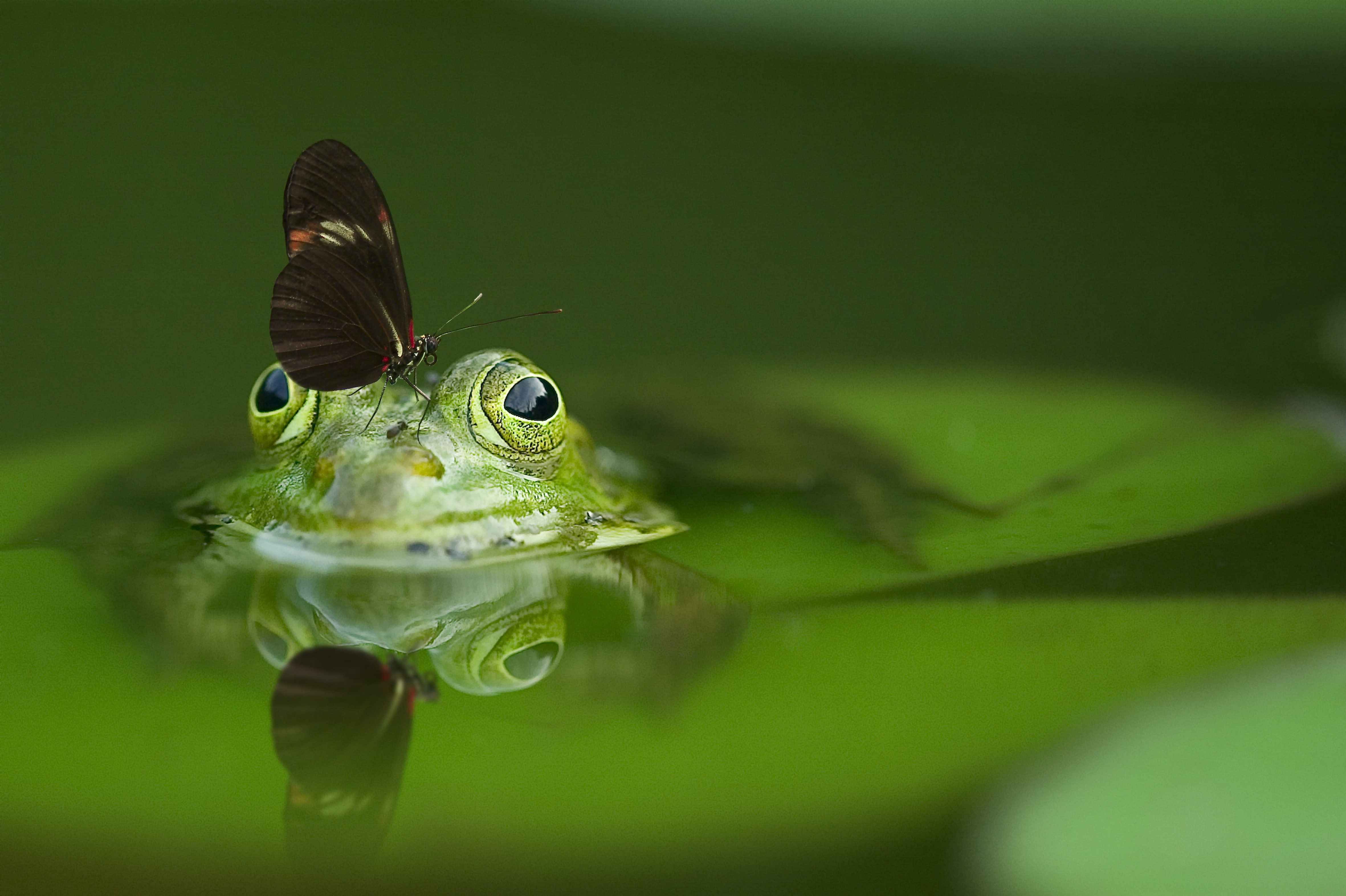 Long wing butterfly on frog head soak on water photo