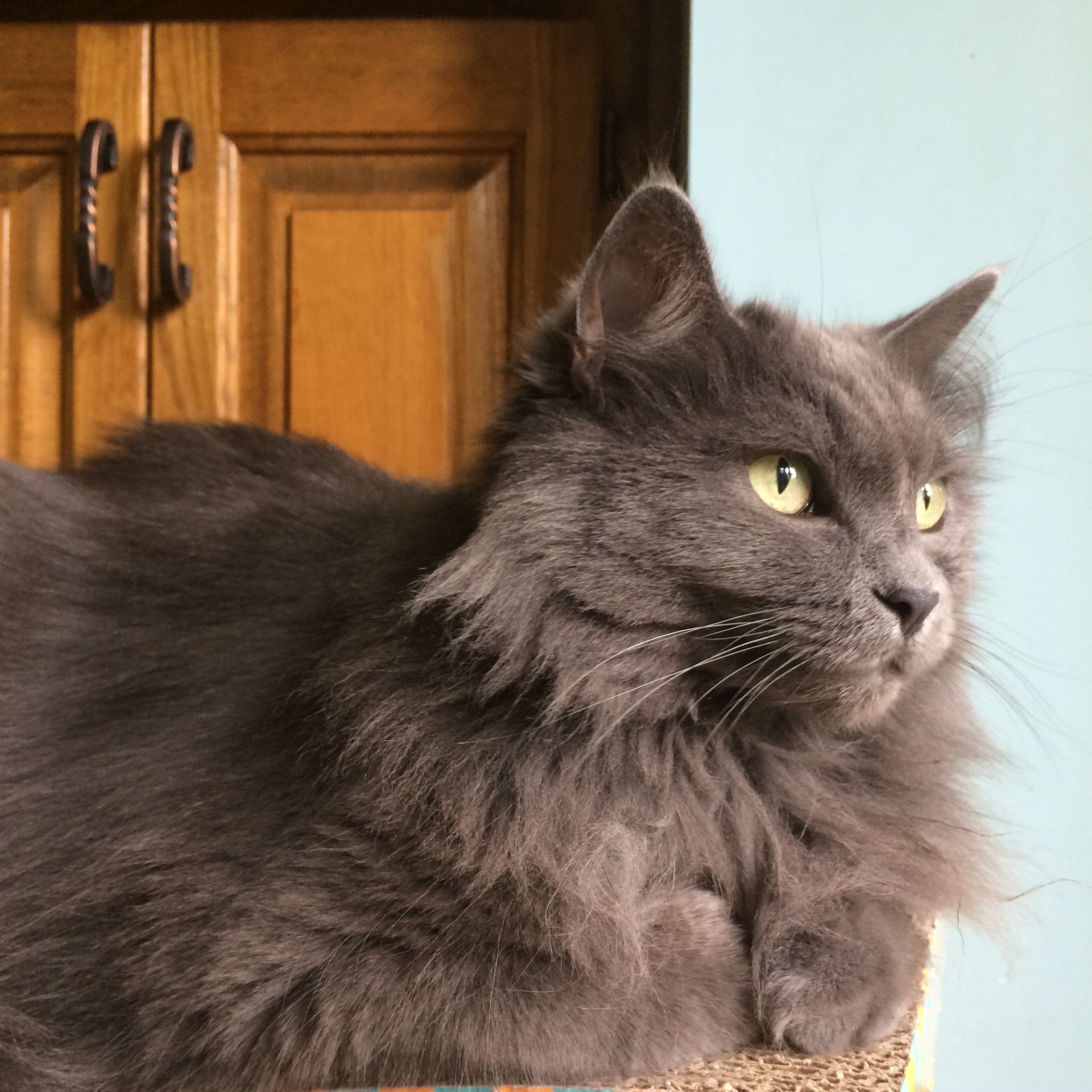 20+ Most Popular Long Haired Cat Breeds | Nebelung, Grey cats and Fur
