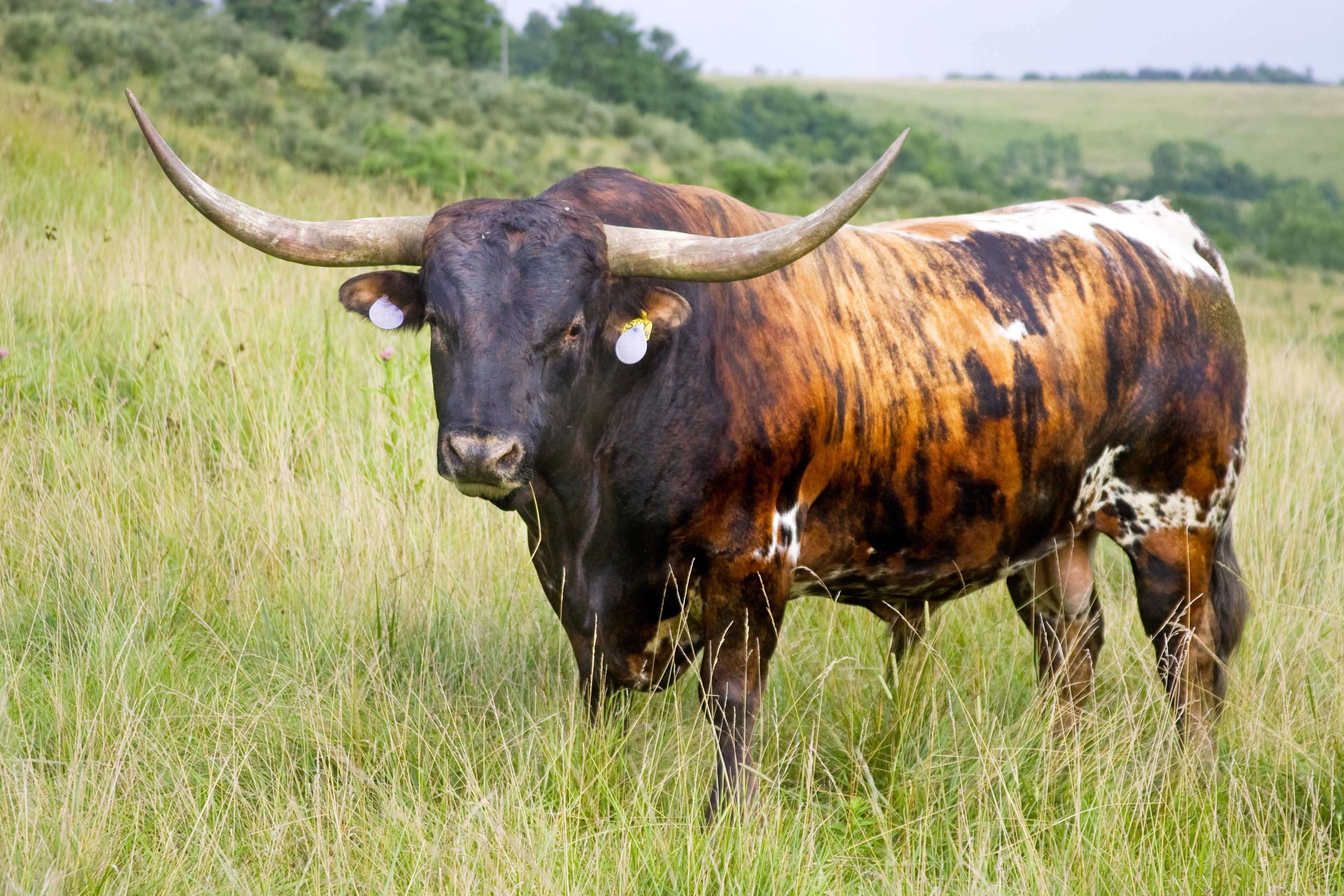Longhorn bull. Are bulls agriculture? [3072x2048] : AgriculturePorn