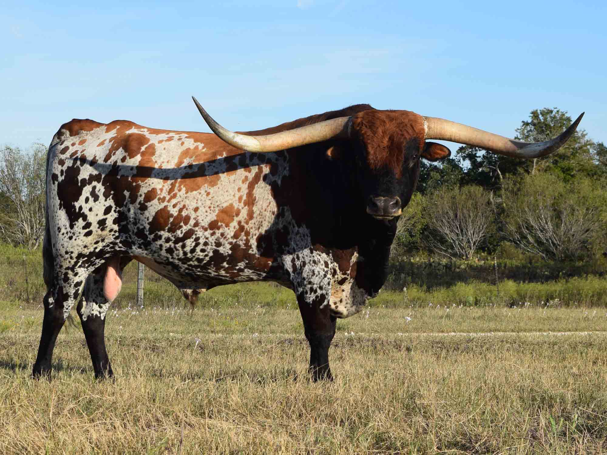 Rocking O Longhorns - Texas Longhorn herd sires and bulls