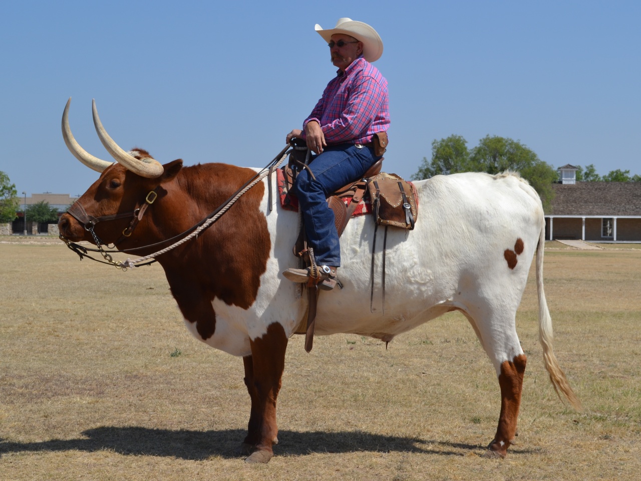 Image detail for -Cowboy roping longhorn photo 