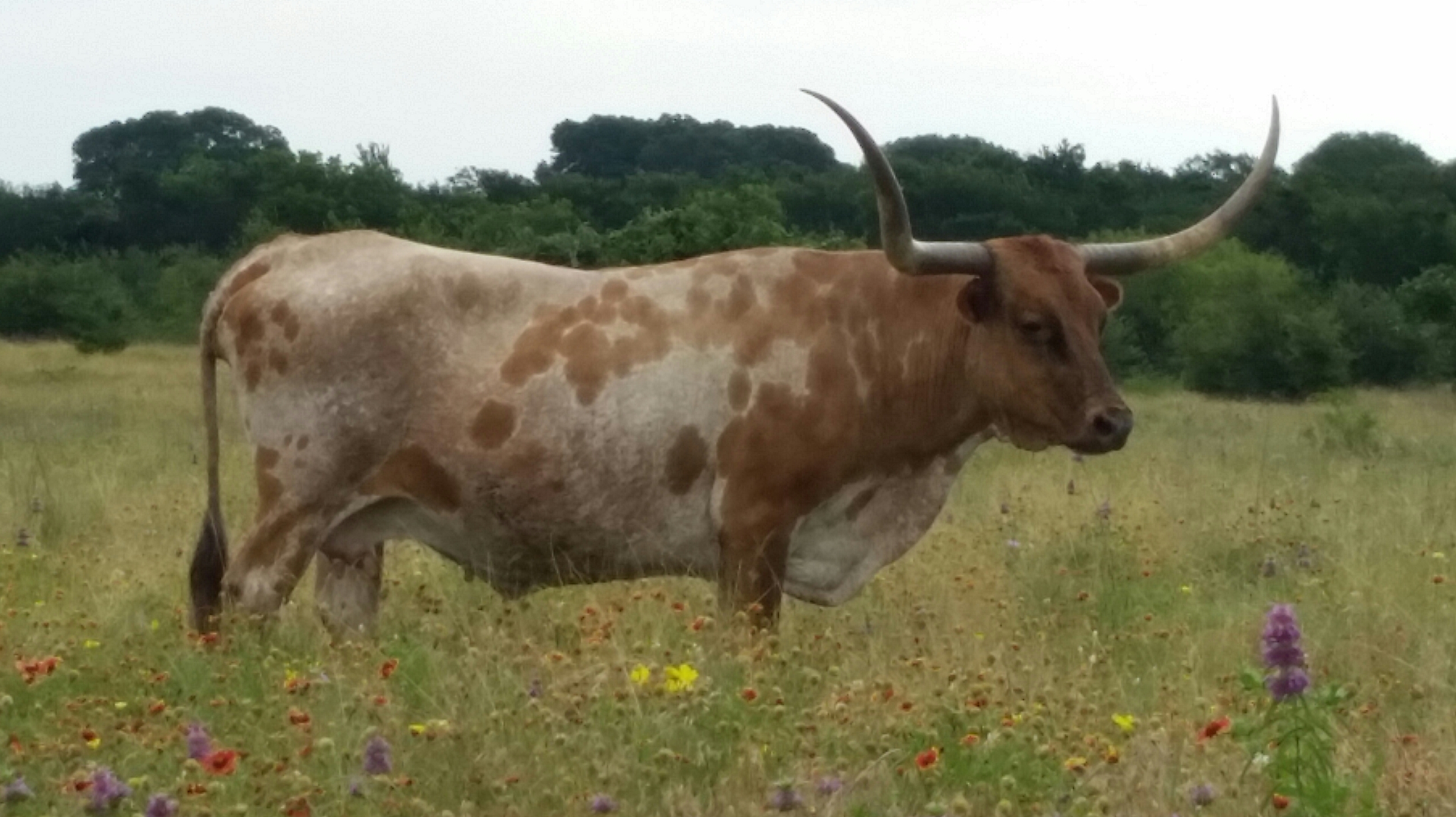Longhorn Roundup - News and Information - Care for Older Cattle