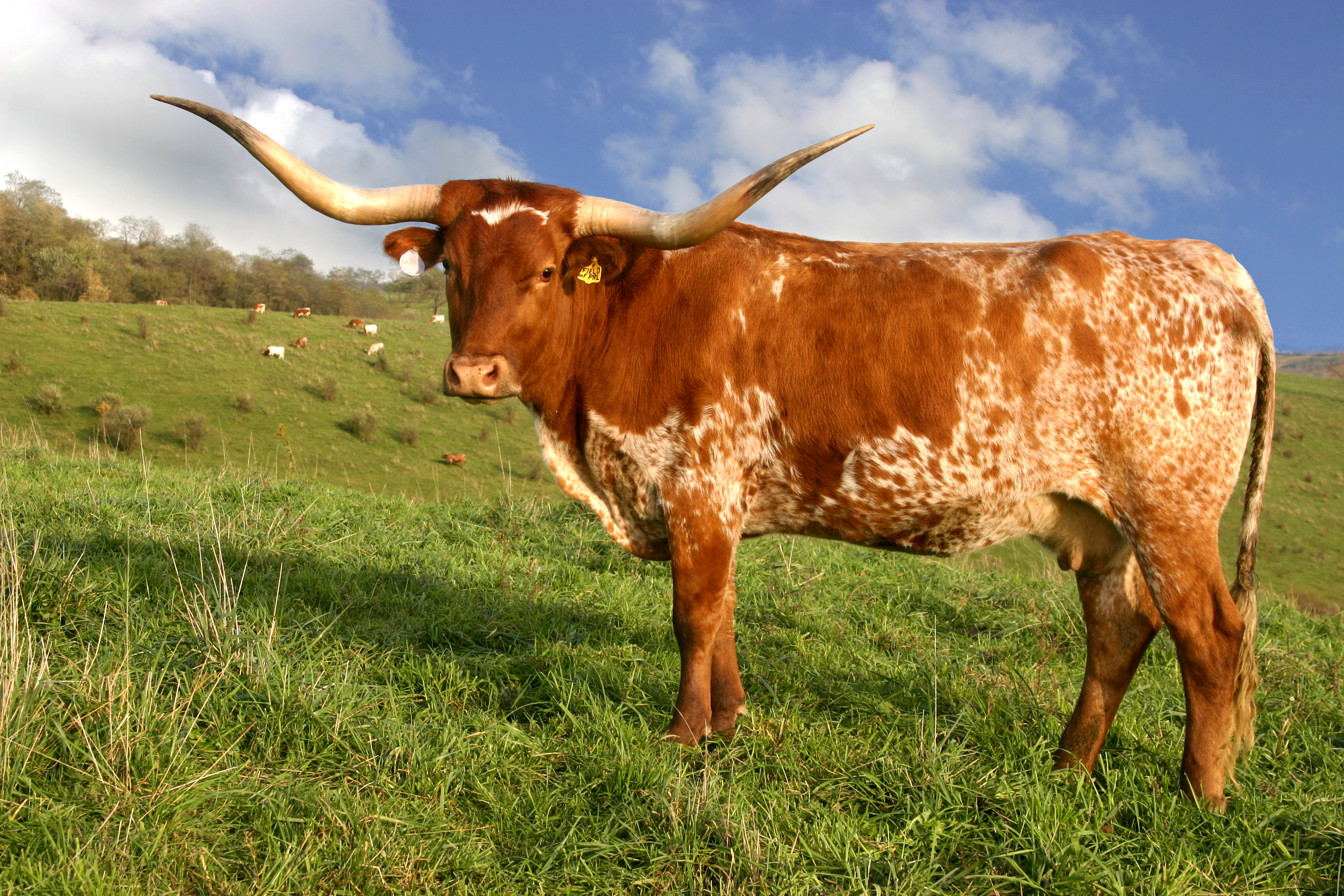 Texas Longhorn Cattle Photos