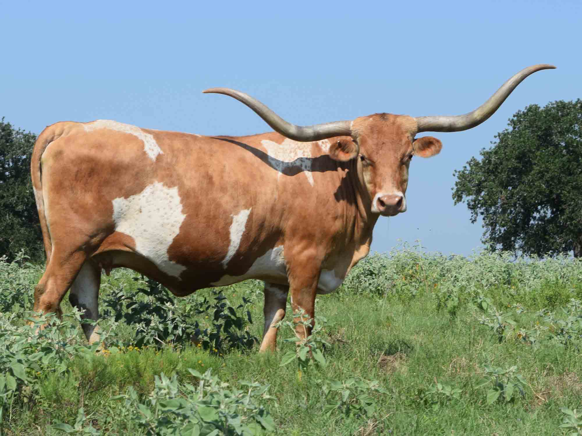 Rocking O Longhorns - texas longhorn cattle for sale Austin, Texas ...