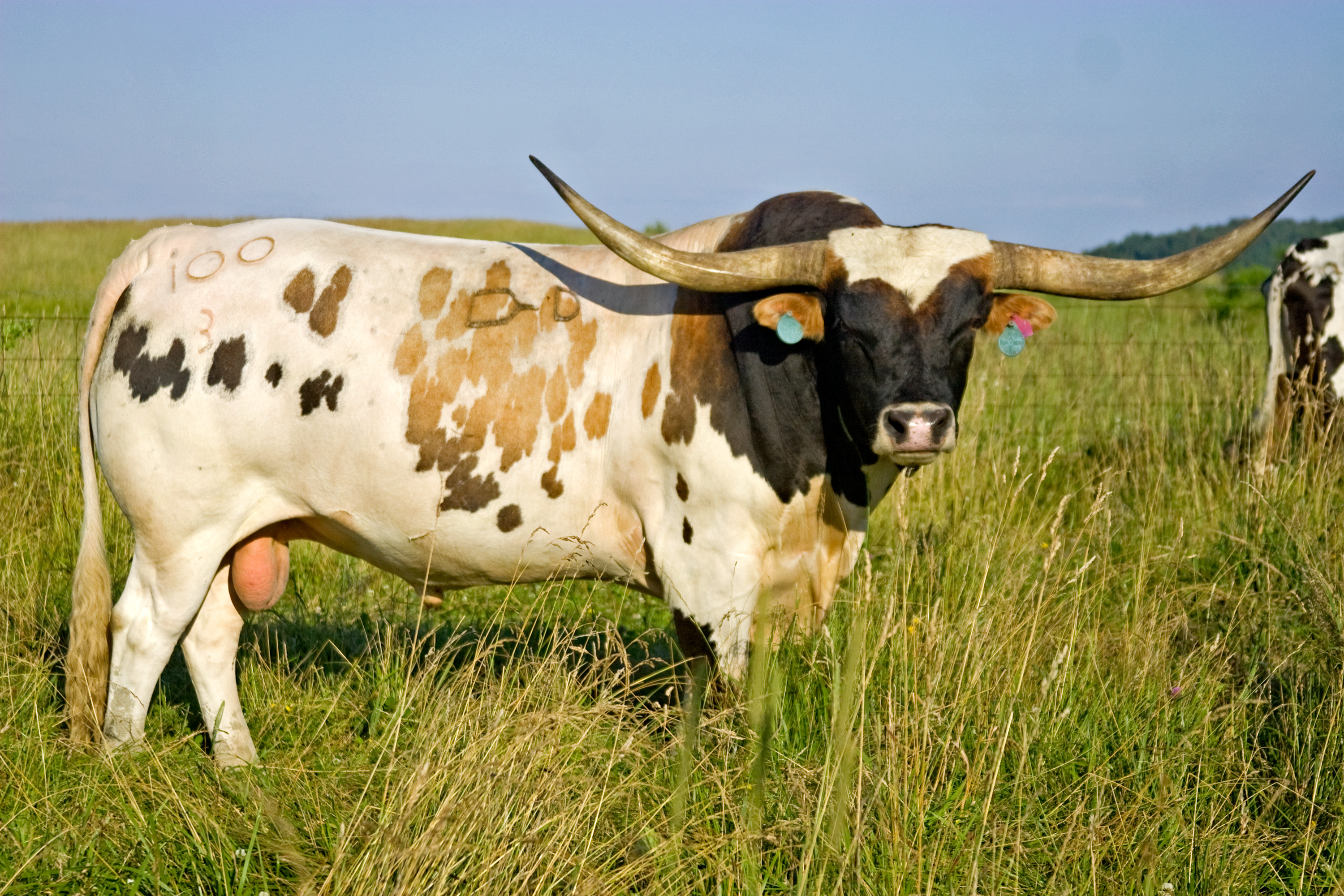 Texas Longhorn Cattle at Dickinson Cattle Co. - Photo Assortment