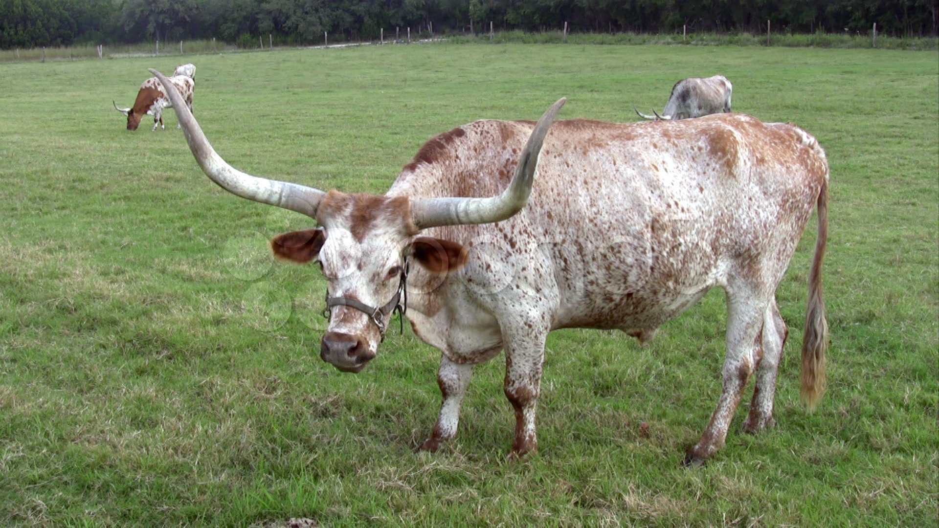 Texas Longhorn cow Ranch close HD ~ Video Clip #85927