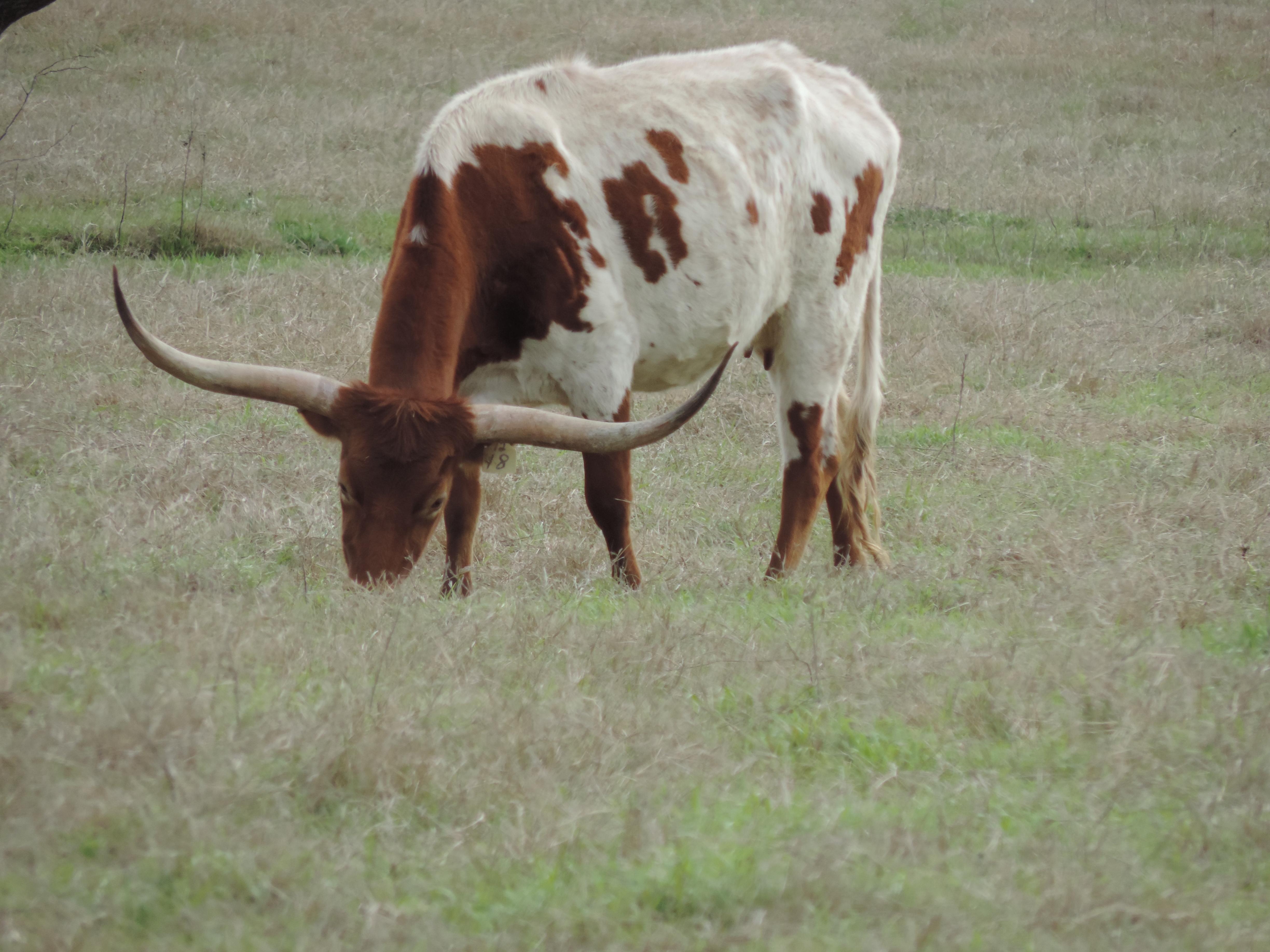 Rosebud Texas Longhorn Steer | Follow our adventure