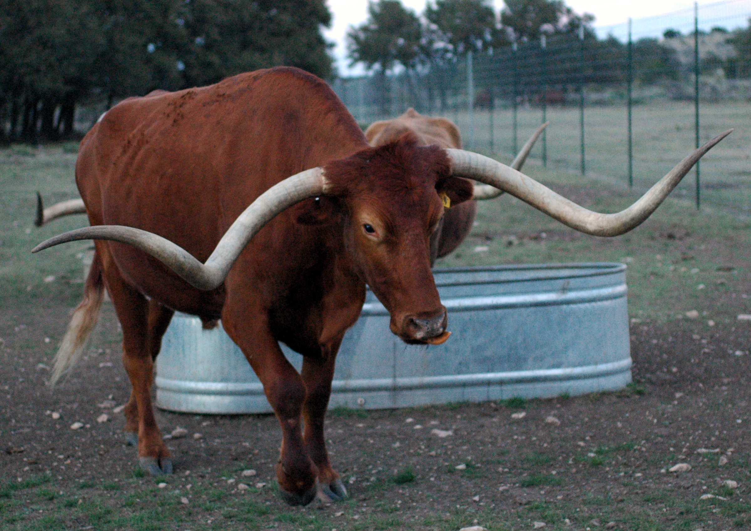 File:Texas Longhorn Steer (421748664).jpg - Wikimedia Commons