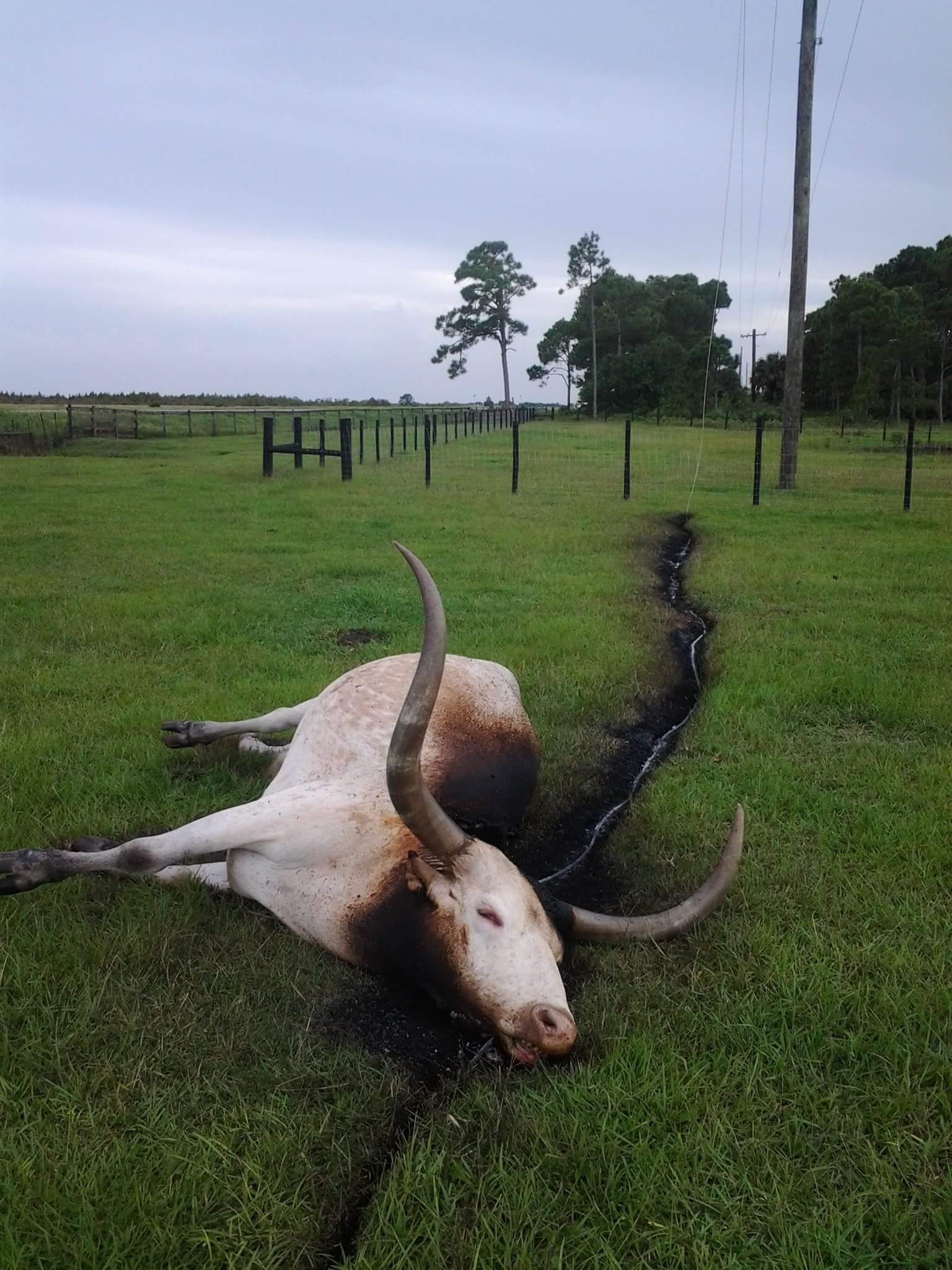 I saw this on the WTF subreddit, powerline fell and killed this ...