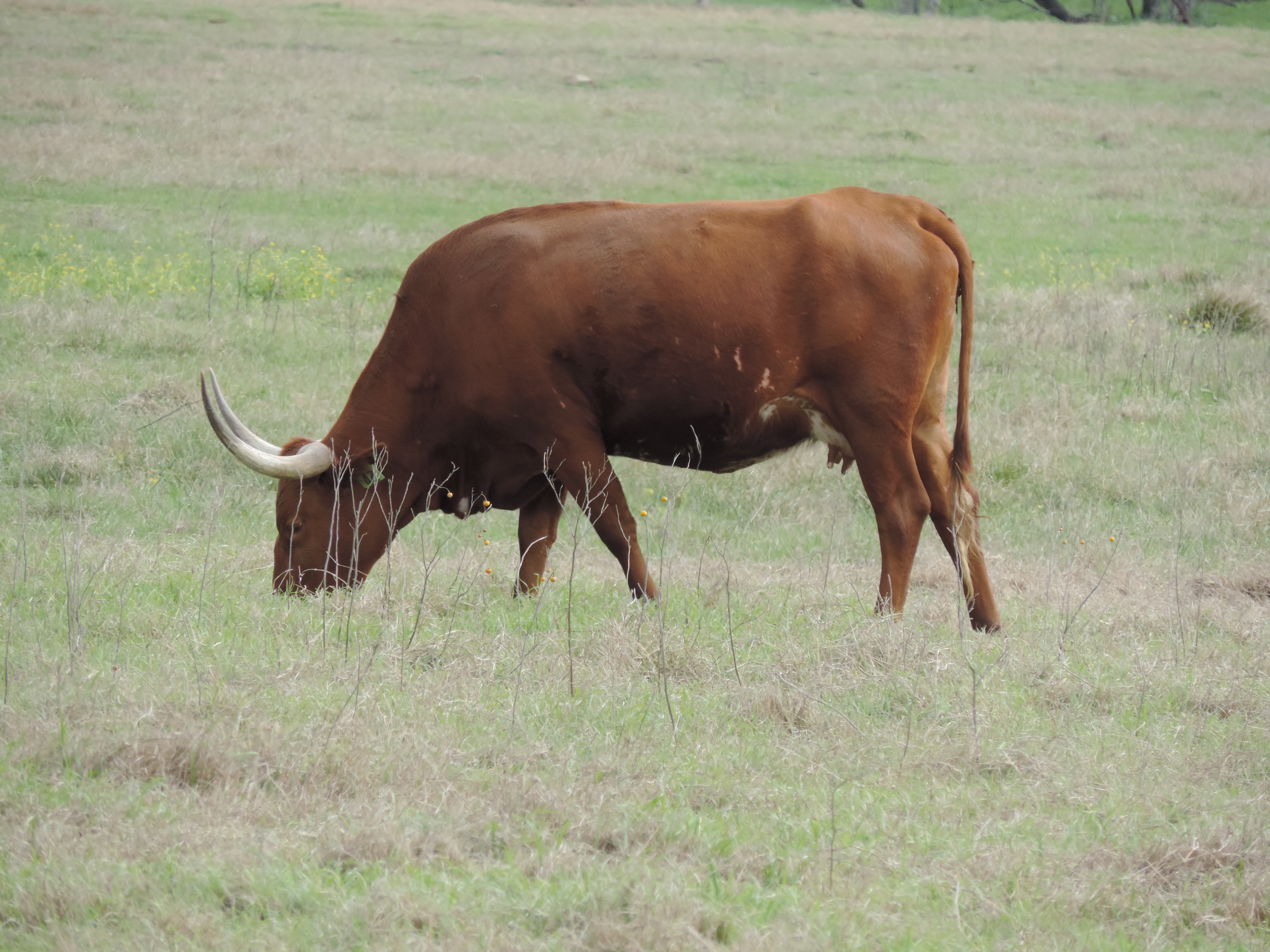 Rosebud Texas Longhorn Steer | Follow our adventure