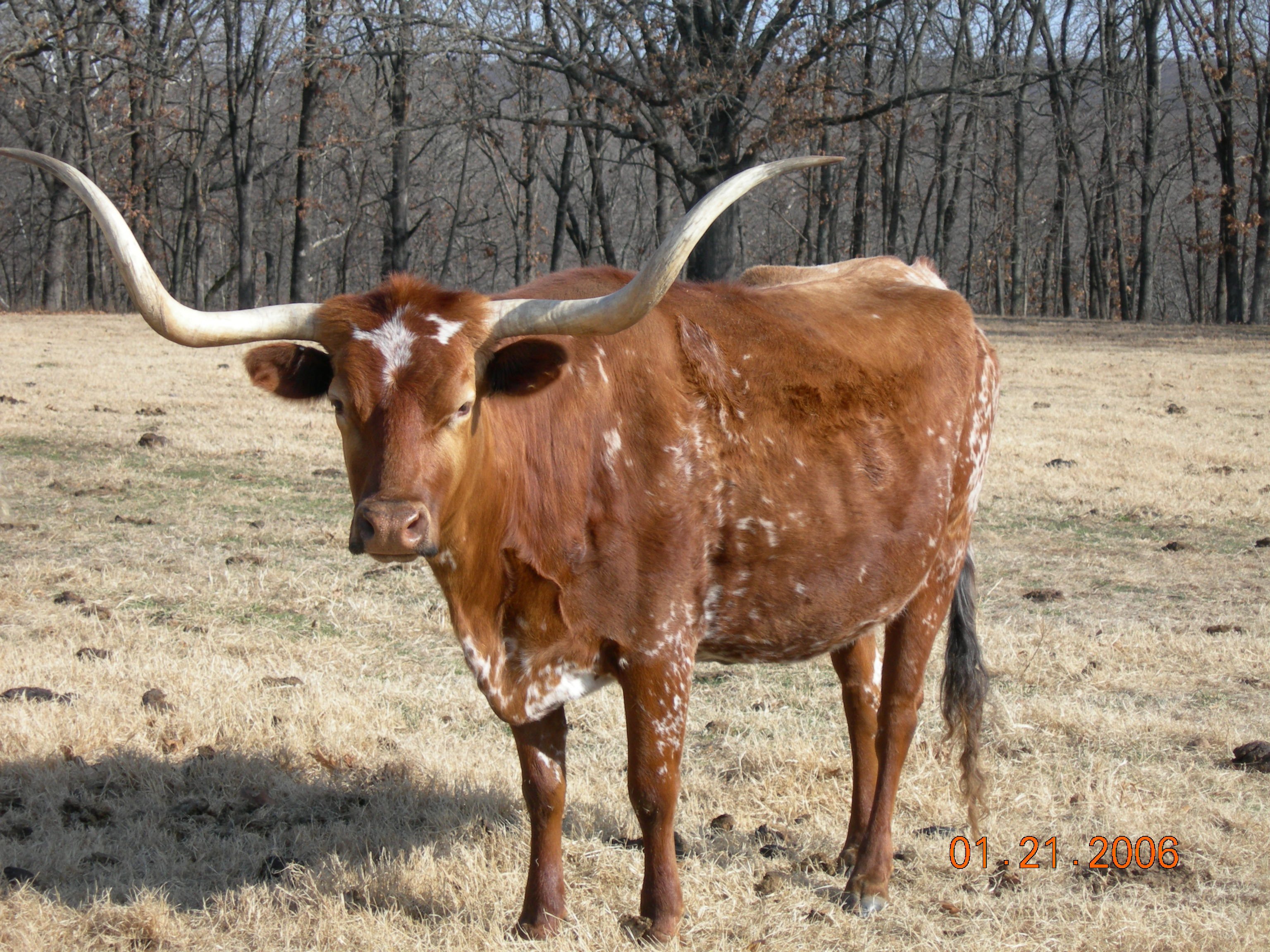 File:Texas longhorn cow.JPG - Wikipedia