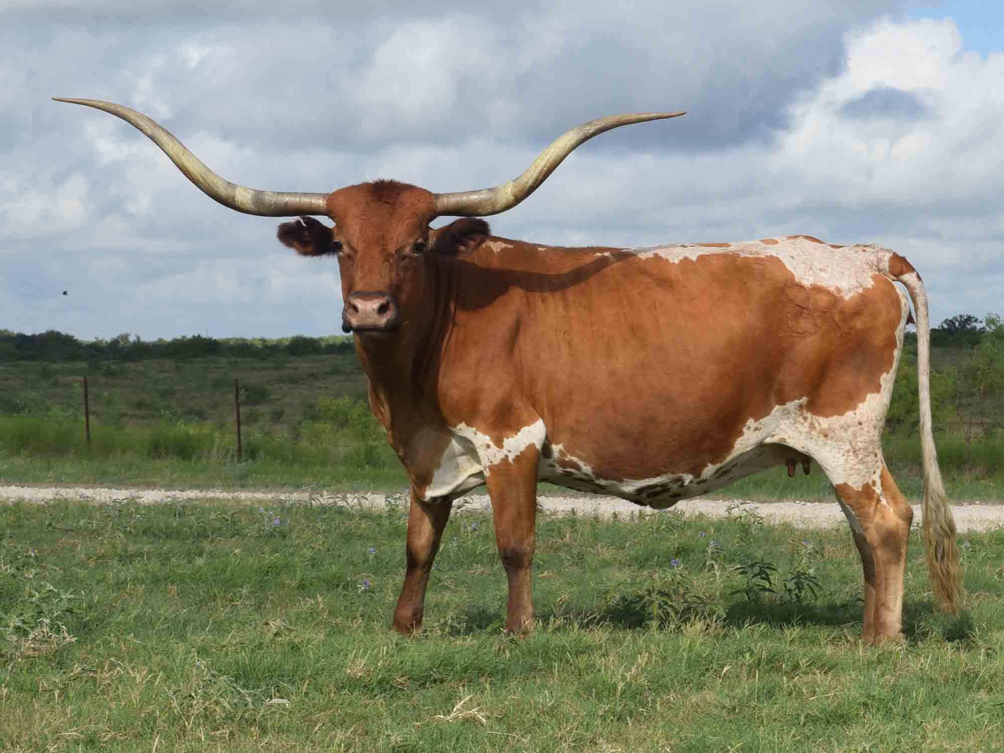 longhorn cow hides for sale