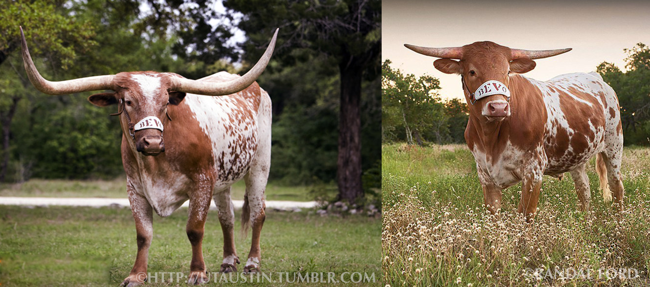 Bevo: The Most Famous Texas Longhorn Steer