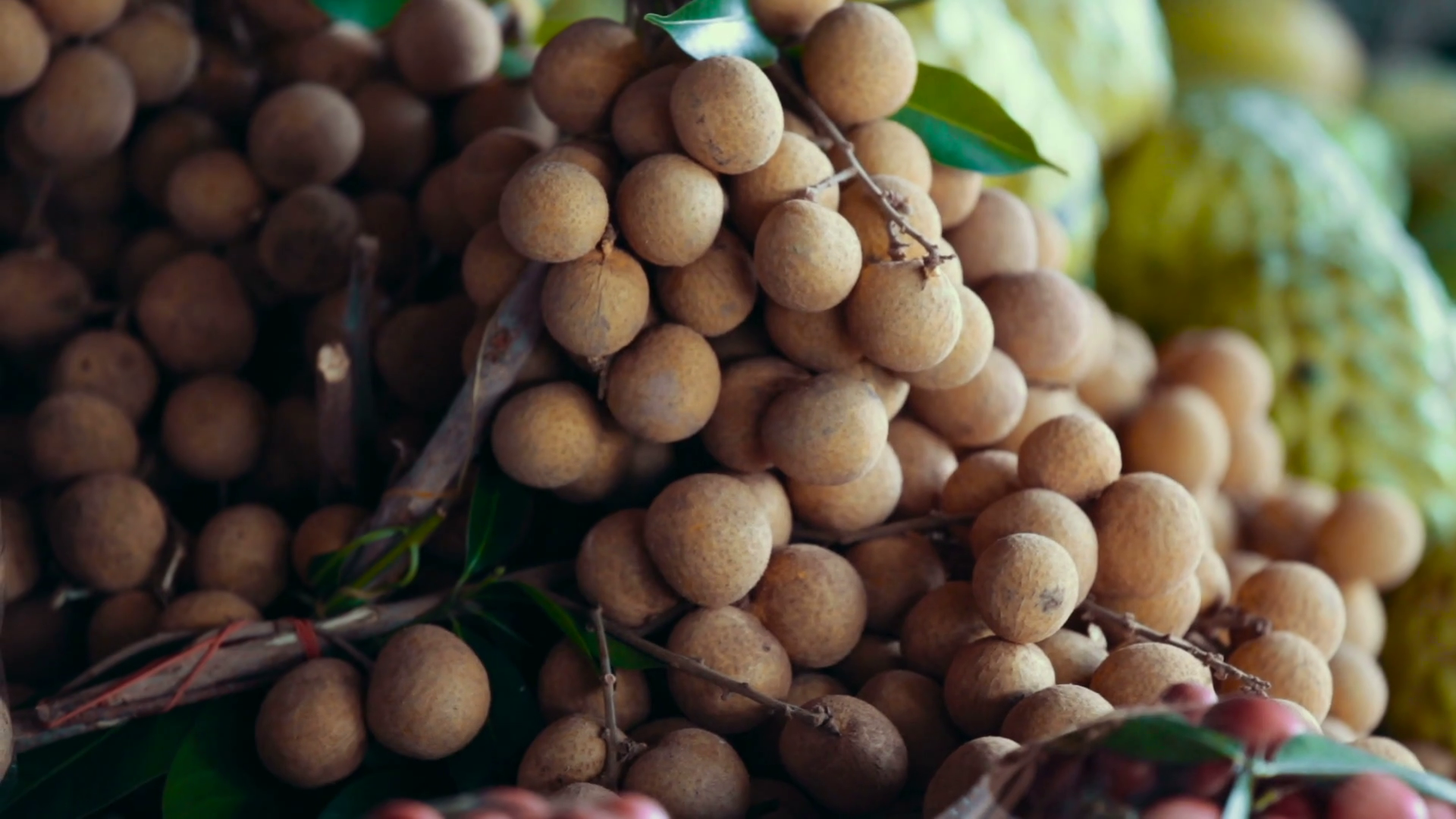 Longkong or Lansium Parasiticum, Fruit in Southeast Asia Stock Video ...