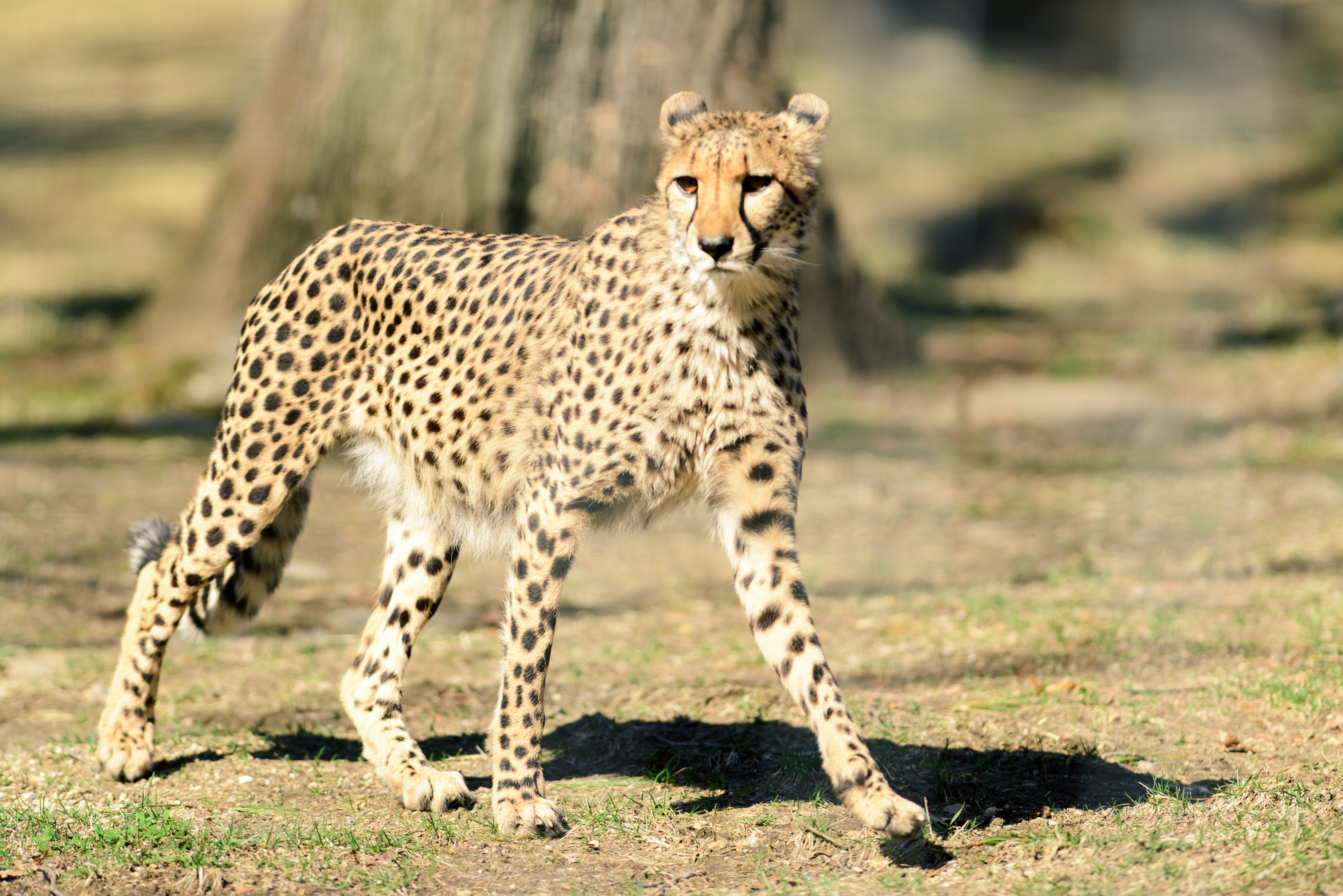 File:Cheetah Looking Alert (21386842443).jpg - Wikimedia Commons