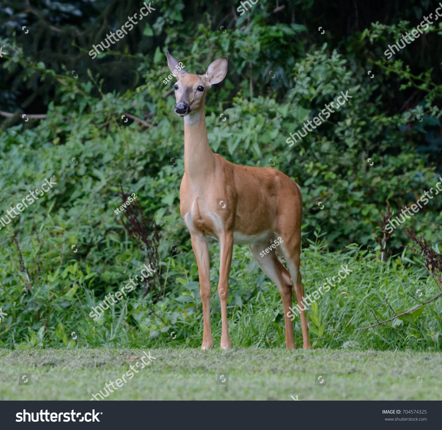 Whitetail Deer Odocoileus Virginianus Stands Looking Stock Photo ...