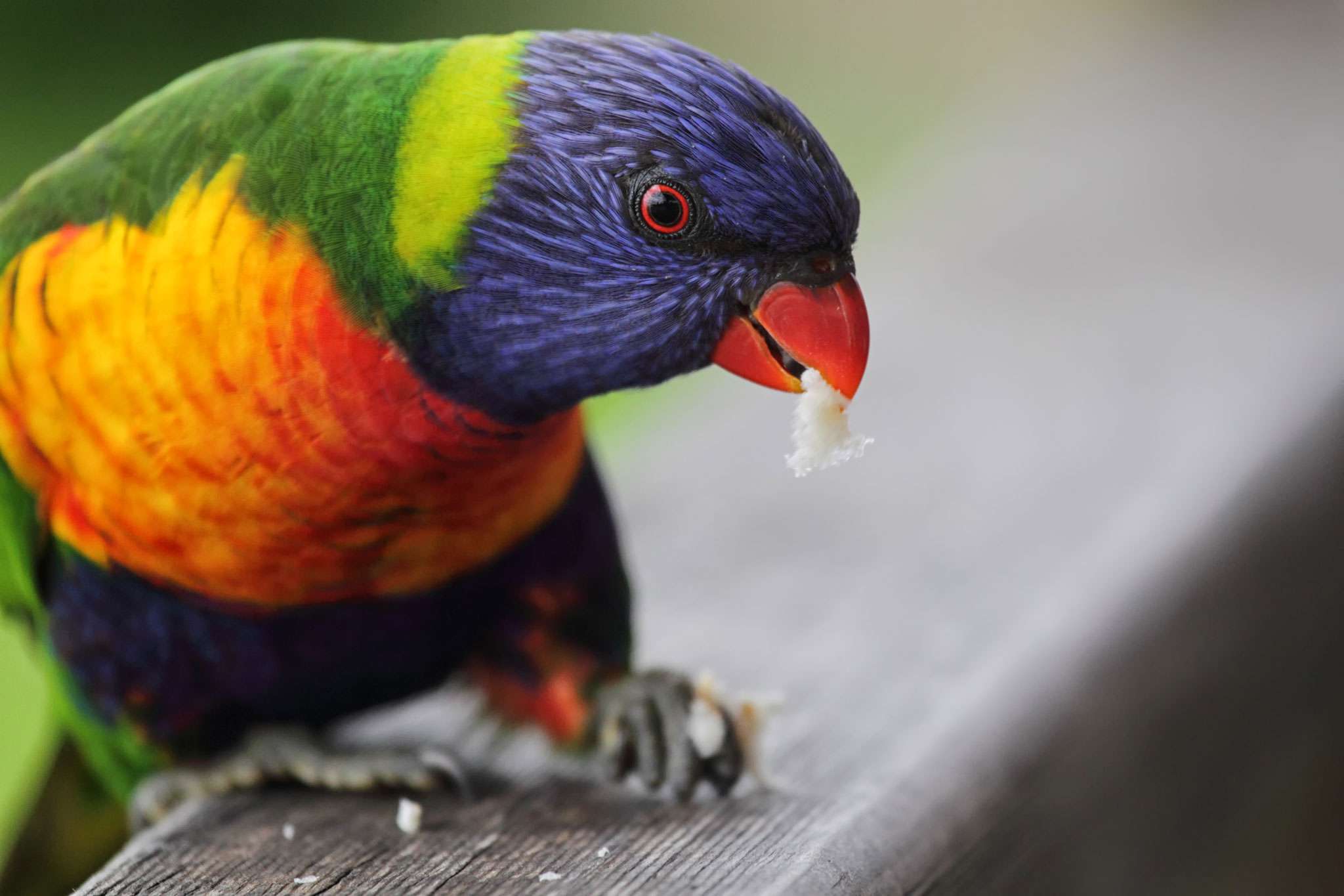 Rainbow Lorikeet Diet, Habitat & Reproduction - NSW