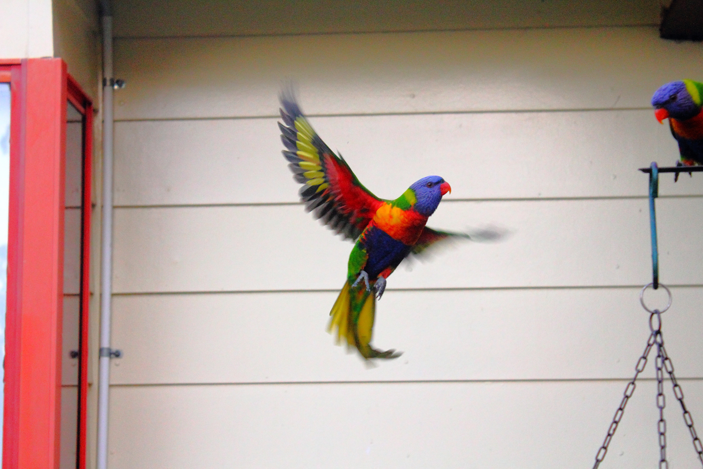 Lorikeet, Bird, Blur, Colorful, Parrot, HQ Photo