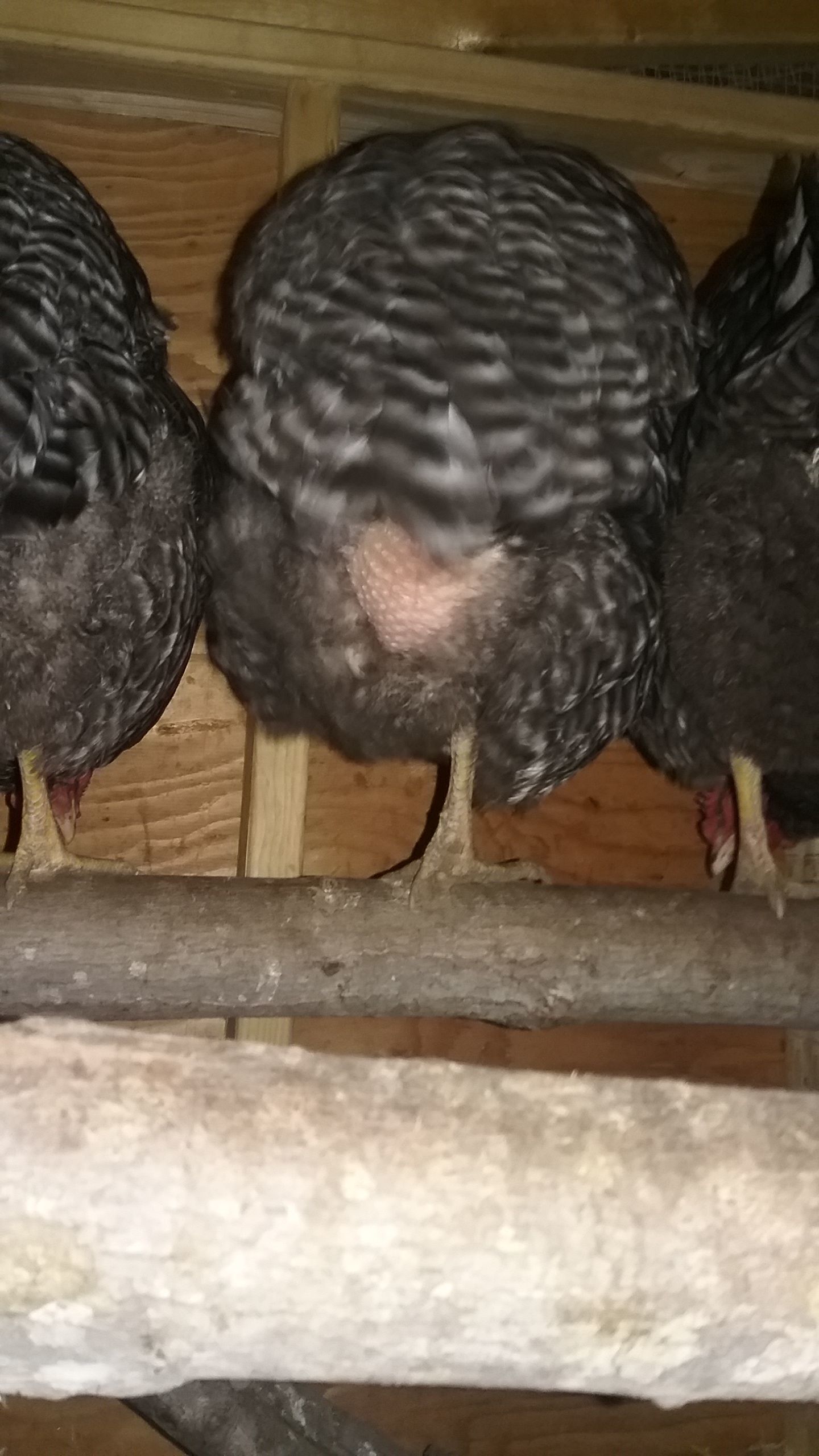 Hen lost feathers on her bum overnight?? | BackYard Chickens