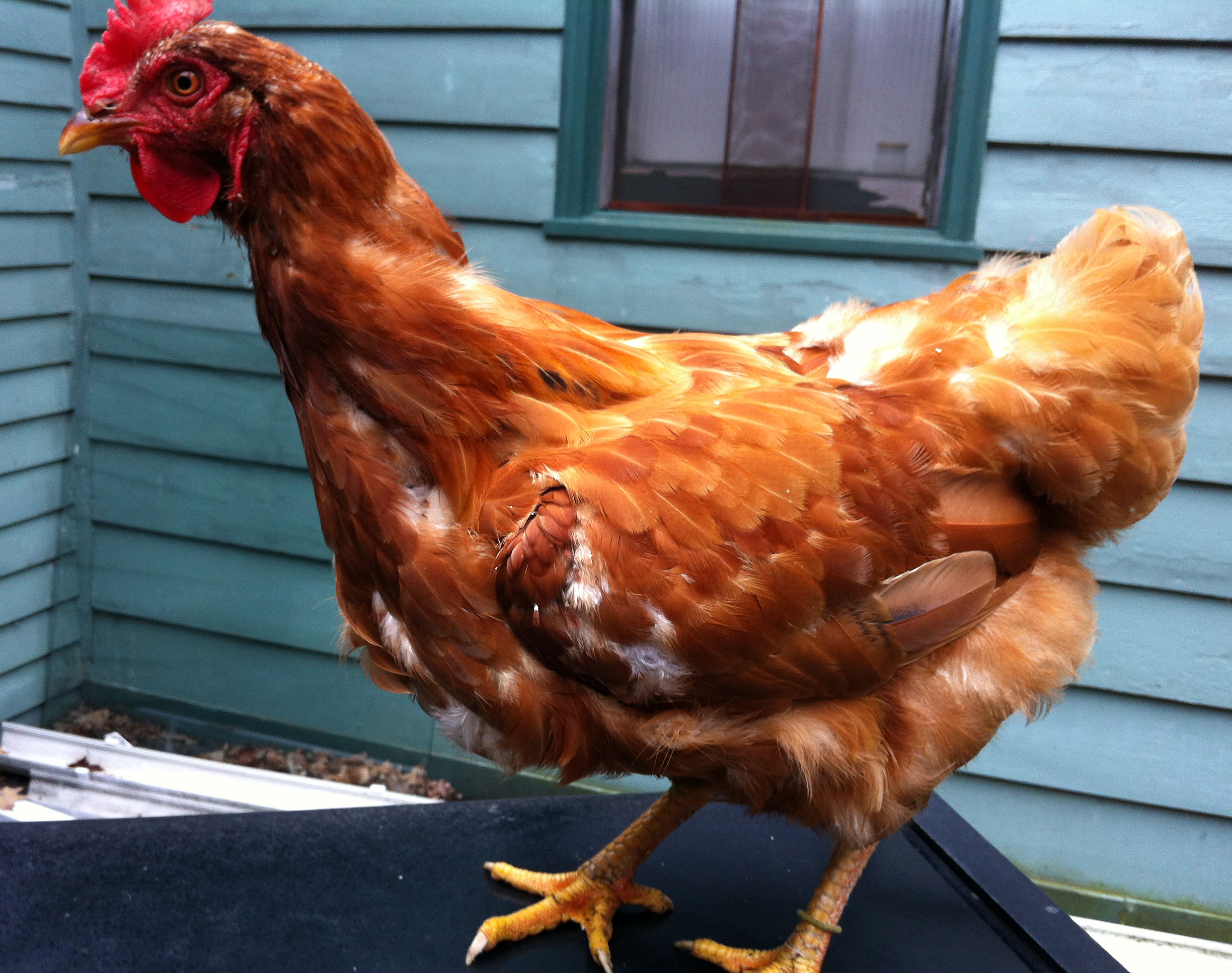 tail feathers | Heedley's Hens