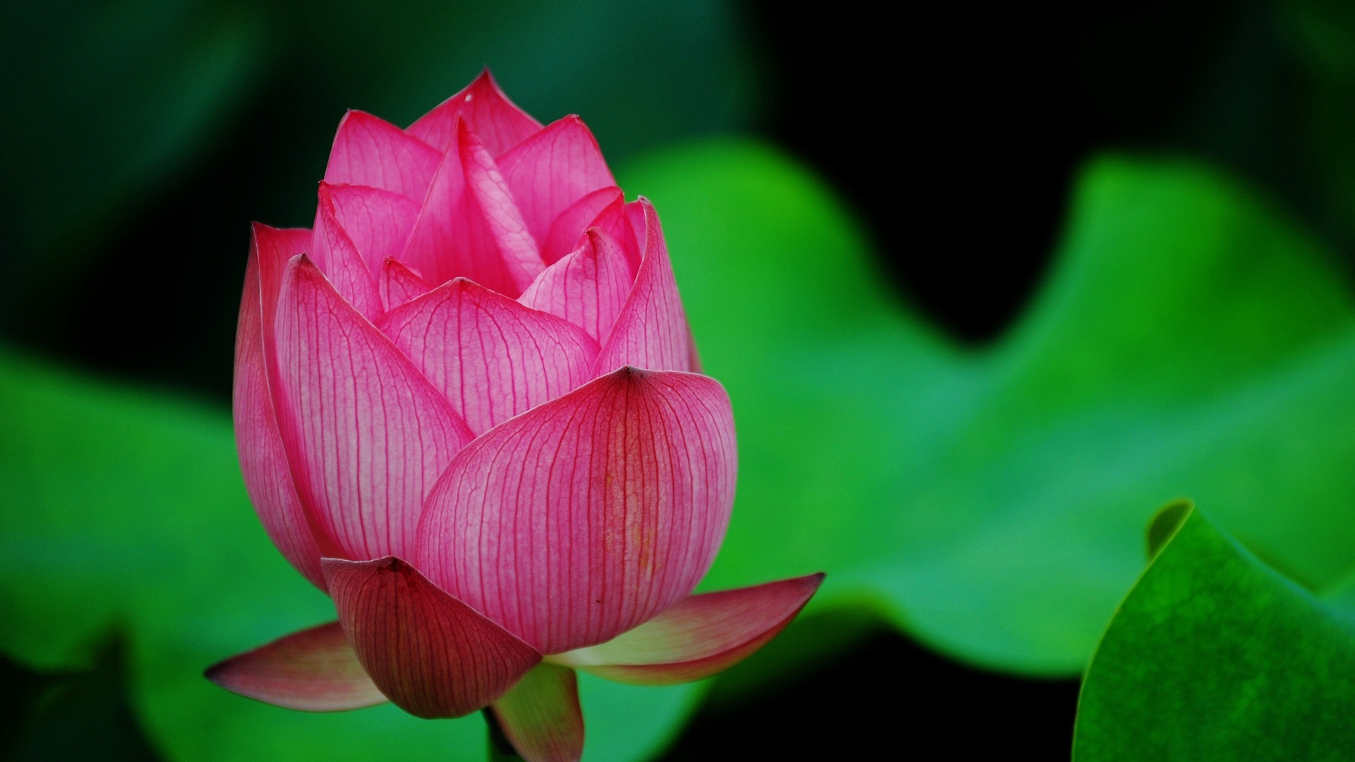 Lotus Bud Lotus (id: 163506) – BUZZERG