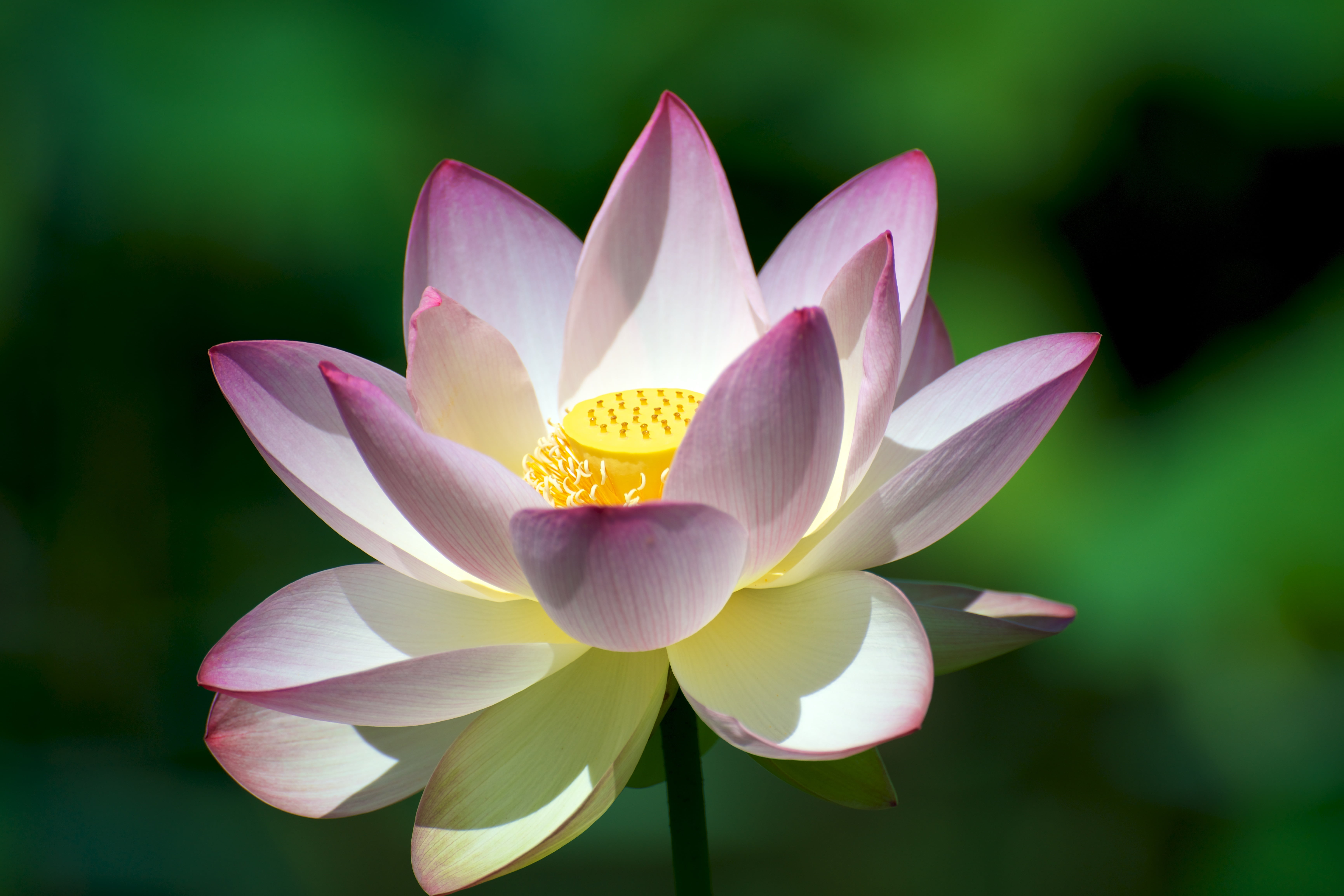 Closed up photo of white and pink Lotus flower, lotus blossom HD ...
