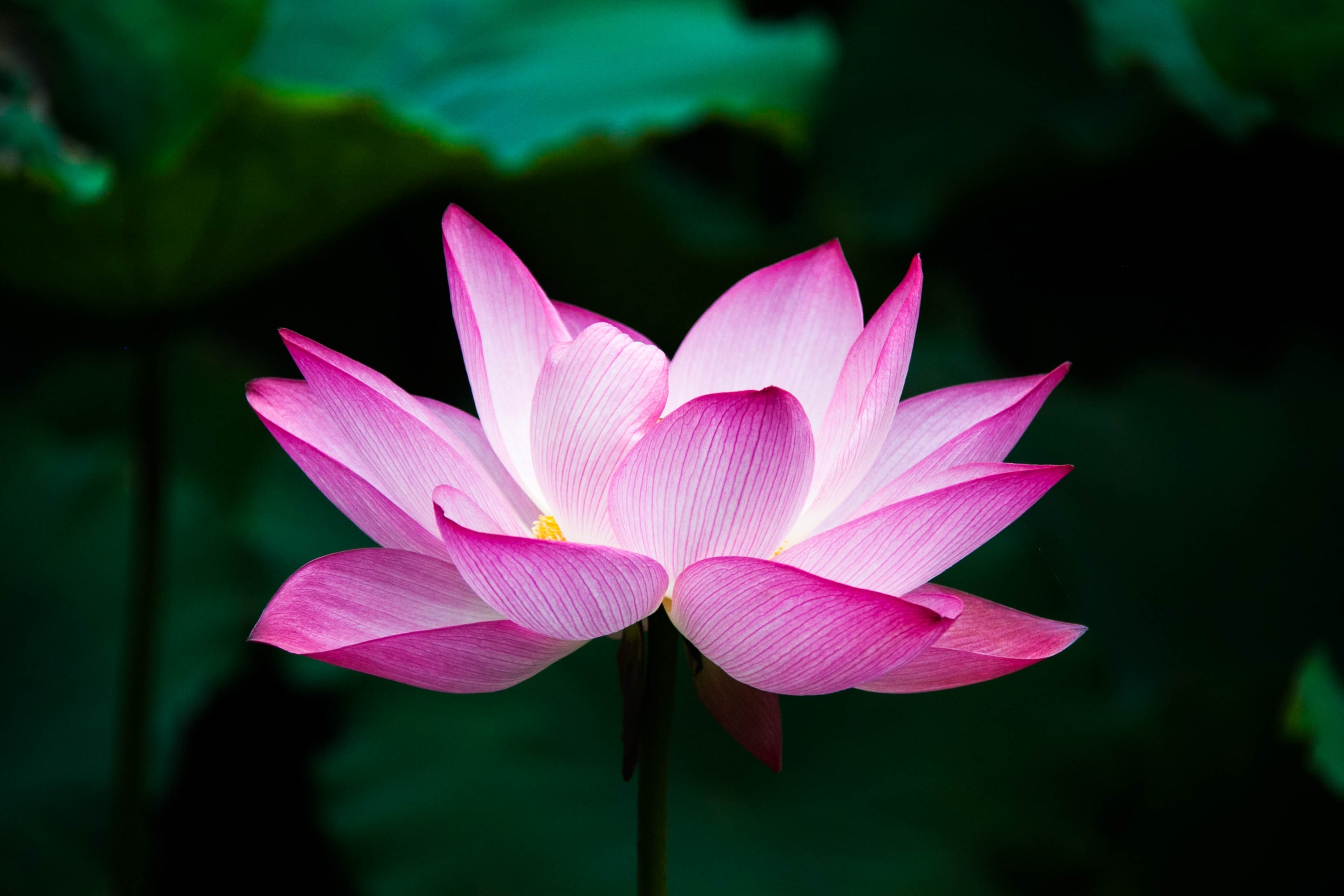 File:Lotus flower (978659).jpg - Wikimedia Commons