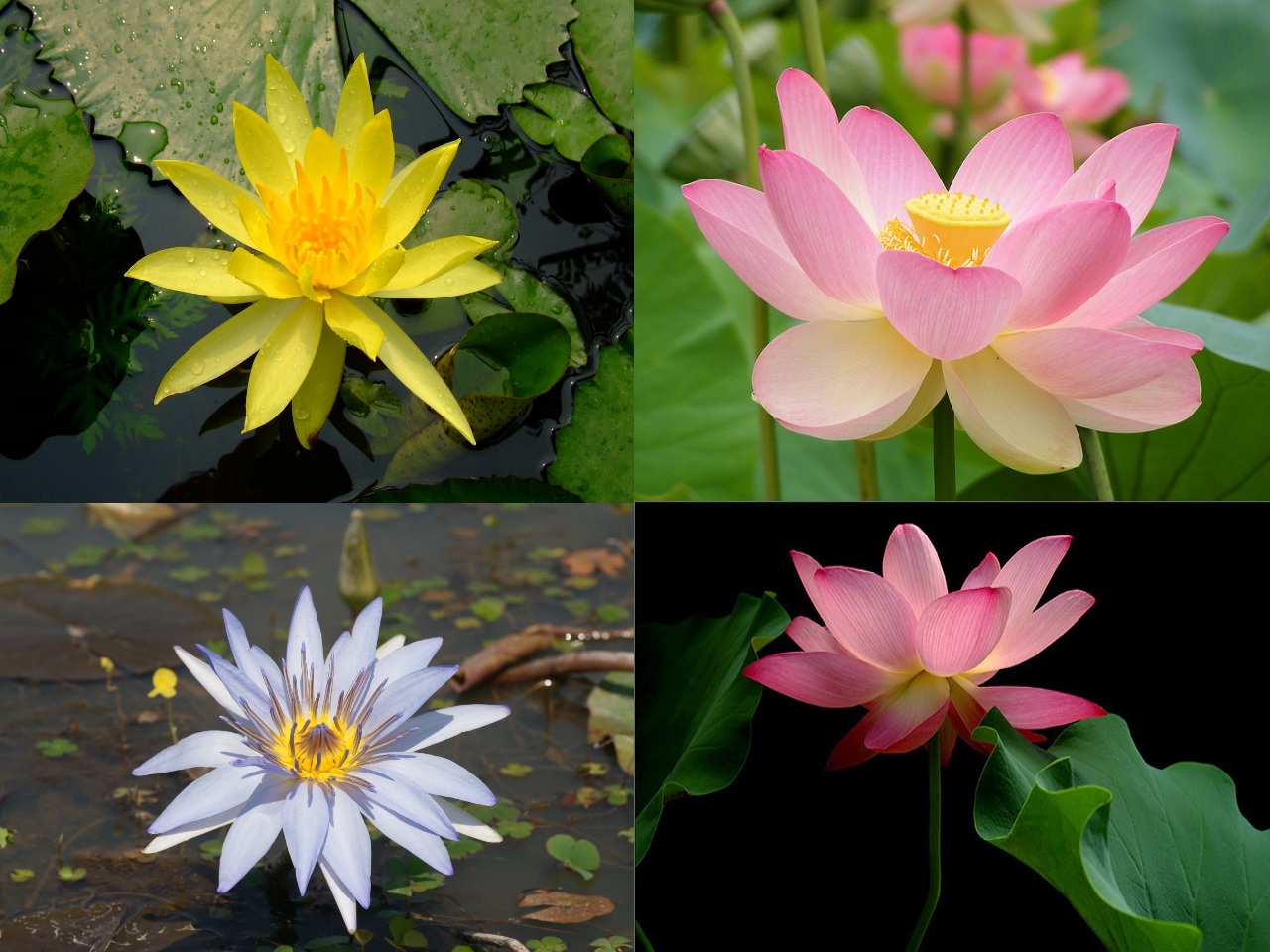 Free photo: Lotus flowers - Bloom, Flowers, Lotus - Free Download - Jooinn
