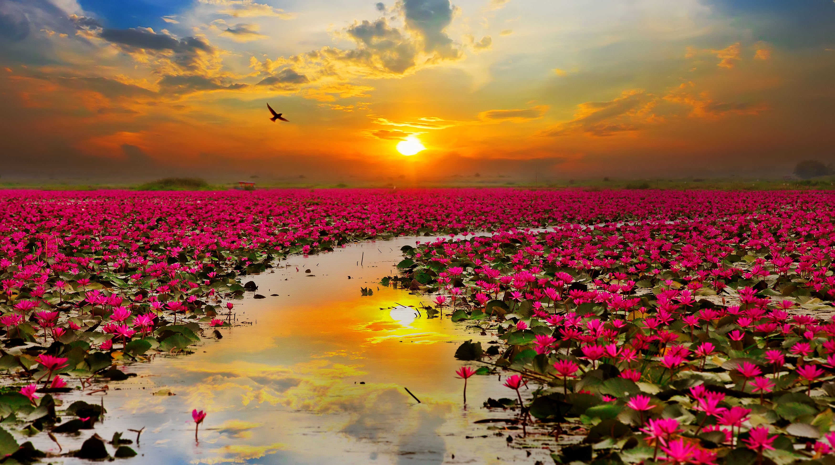Wallpaper Lotus flowers, Sunset, HD, Nature, #5732
