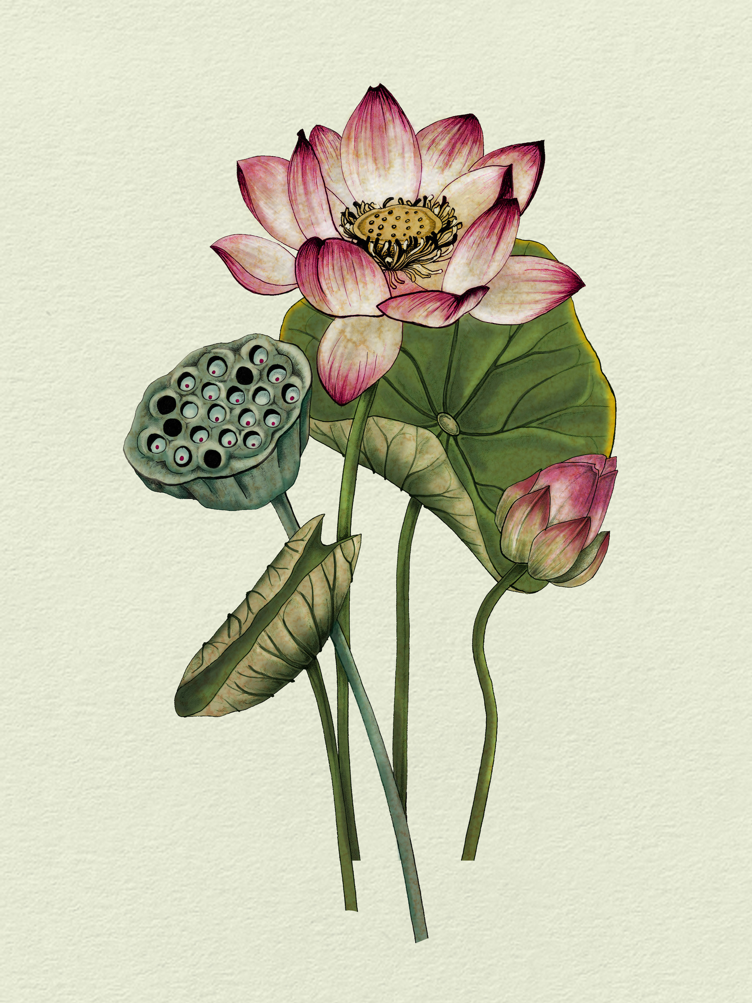 Sacred Lotus — Marilyn Foehrenbach Illustration