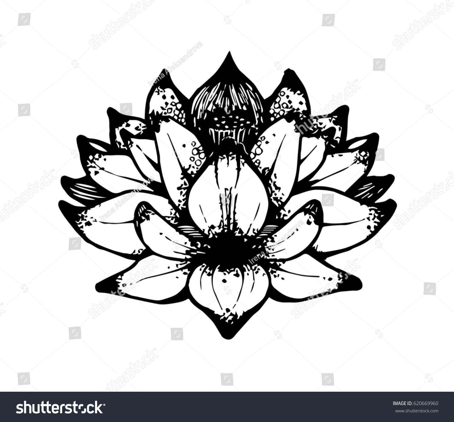 Black White Lotus Illustration Stock Illustration 620669960 ...