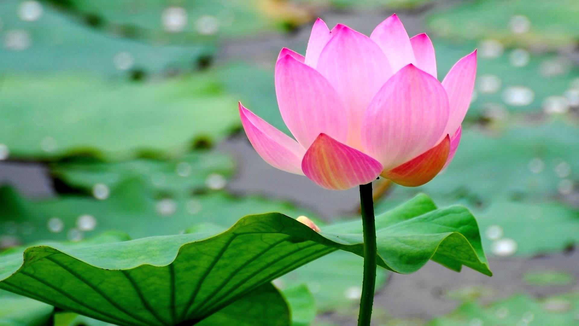 Buddhist Chant - Praise of the Lotus Pond (HD) - YouTube