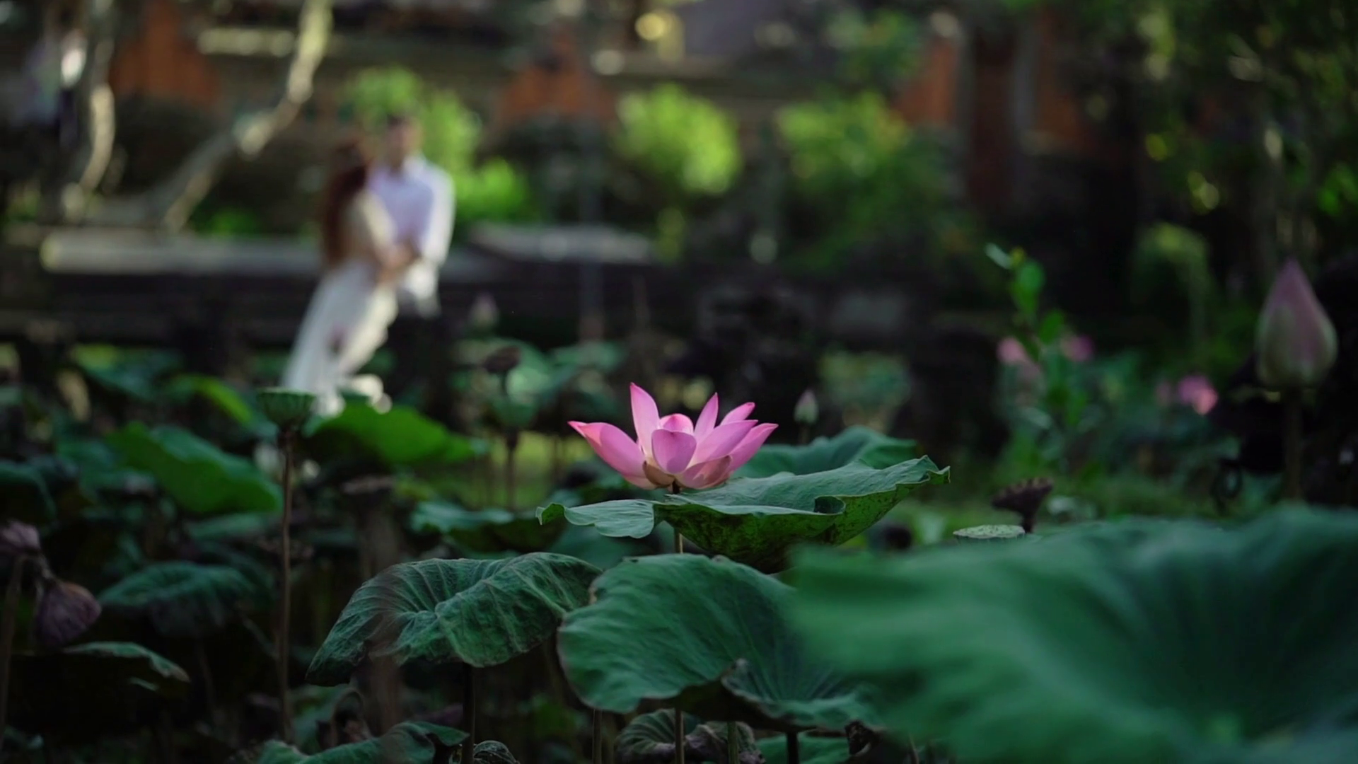 Bride and groom near lotus pond slowmotion Stock Video Footage ...